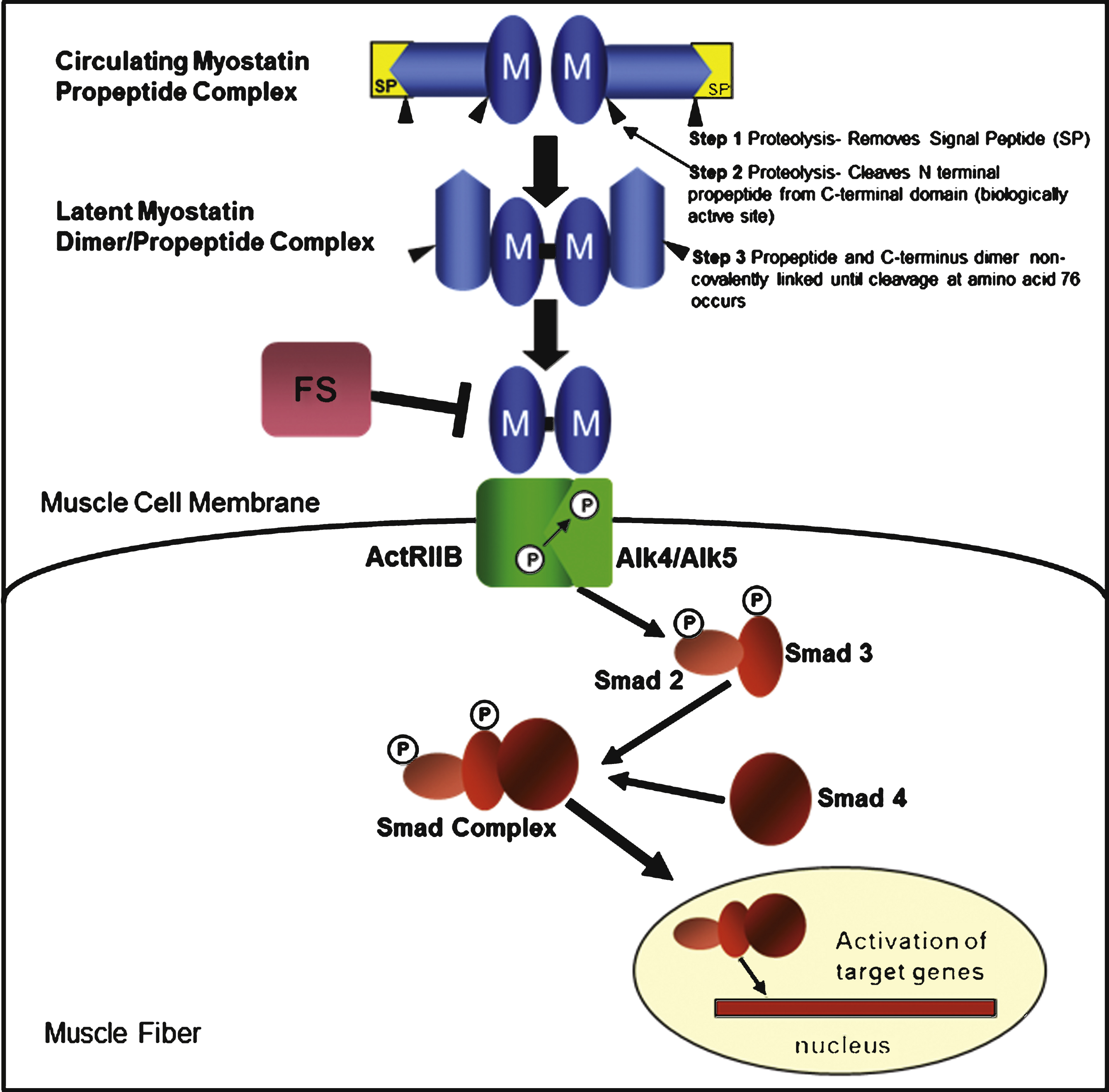 The myostatin pathway and myostatin-binding proteins. Myostatin (M) is synthesized as a precursor protein. Activation is regulated through a proteolytic process in which the signal peptide (SP) is first removed, followed by a second cleavage that releases two fragments: an N-terminal propeptide domain of ∼28kD and the biologically active 12.5 kD C-terminal domain. The myostatin C-terminus circulates in the blood in a latent inactive state. The final activation requires cleavage at amino acid 76 to prevent the propeptide from binding to the C-terminus. Once activated, the myostatin dimer binds to the activin receptor type IIB (ActRIIB), which then enhances the transphosphorylation of type I activin receptors (ALK4 or ALK5). The intracellular path is through a series of Smads (Smad 2 and Smad 3) leading to the formation of the Smad complex (inclusive of Smad 4) that enters the nucleus to activate target gene transcription. Several proteins, including follistatin (FS), follistatin-related gene (FLRG) and growth and differentiation factor-associated serum protein-1 (GASP-1), have the ability to bind to myostatin leading to its inactivation and inhibition of the myostatin pathway.