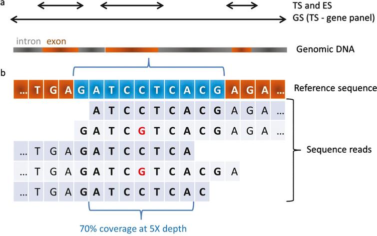 Coverage and depth in MPS. a) Targeted Sequencing (TS) and ExomeSequencing (ES) target exons of a panel of genes or of most genesrespectively. Genome Sequencing (GS) targets the genome and inparticular exons and introns of all genes. TS may be used for thestudy of genomic regions. b) Each region of interest istheoretically sequenced several times by overlapping sequencefragments called reads. When considering a sequence of 10 bases(in blue), in case 7 out of the 10 bases are covered by 5different reads, the coverage of this region is 70% at 5X depth.A potential single nucleotide variant (SNV; C to G transition) isshown at the heterozygous state.