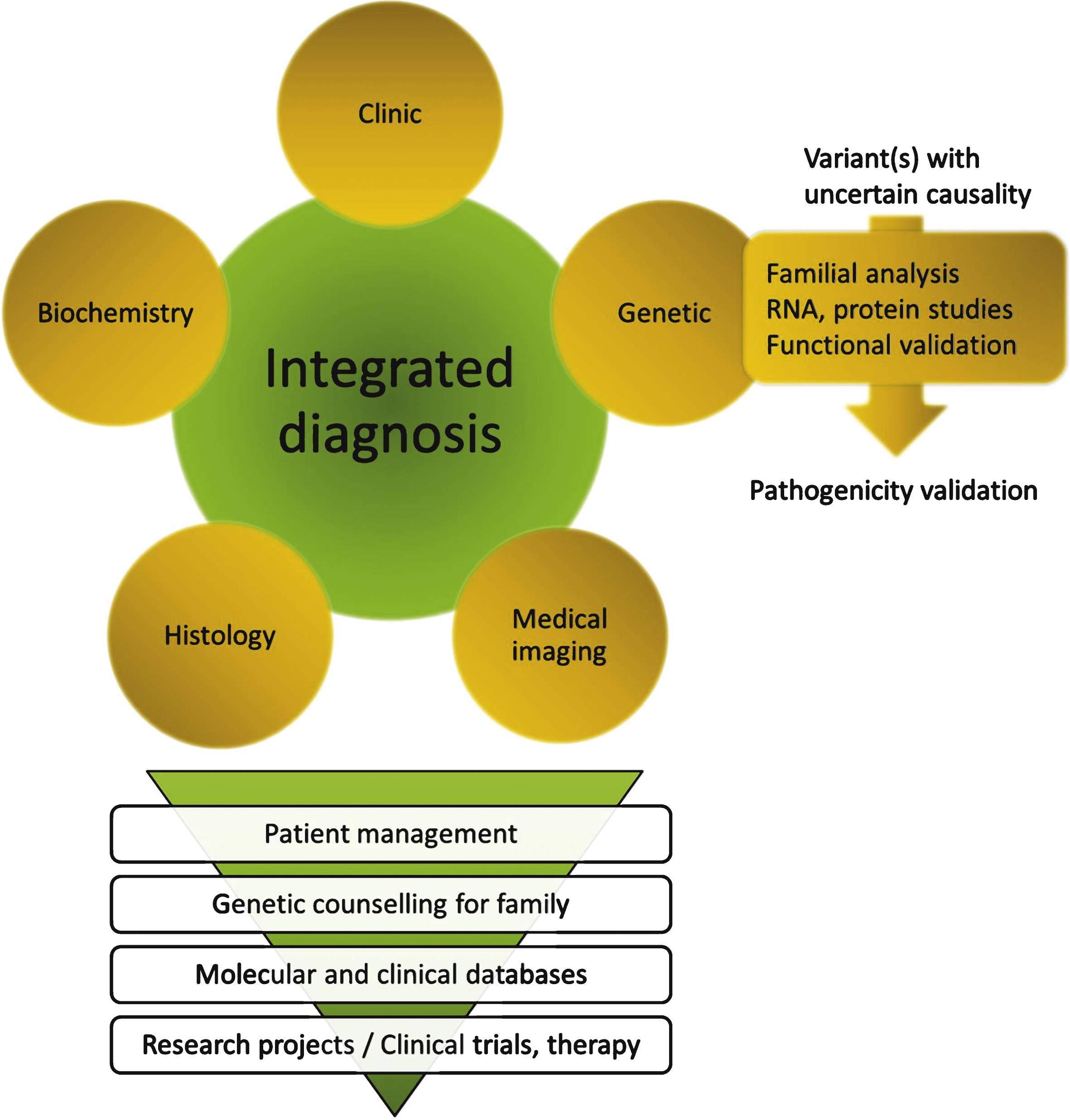 Close integration of clinical, biochemical, medical imaging, histopathological and genetic data for an integrated diagnosis. The whole process implies a great expertise in each disease/gene and in particular may require an expert molecular laboratory for final interpretation of sequence variants. The diagnosis may result in specific patient management including potential existing therapies, and should allow in any case genetic counselling within the family (carrier, predictive, prenatal or pre-implantation testing). Inclusion of data into molecular and clinical databases is a pre-requisite for patients recruitment in clinical trials and to allow development of research projects on the disease.
