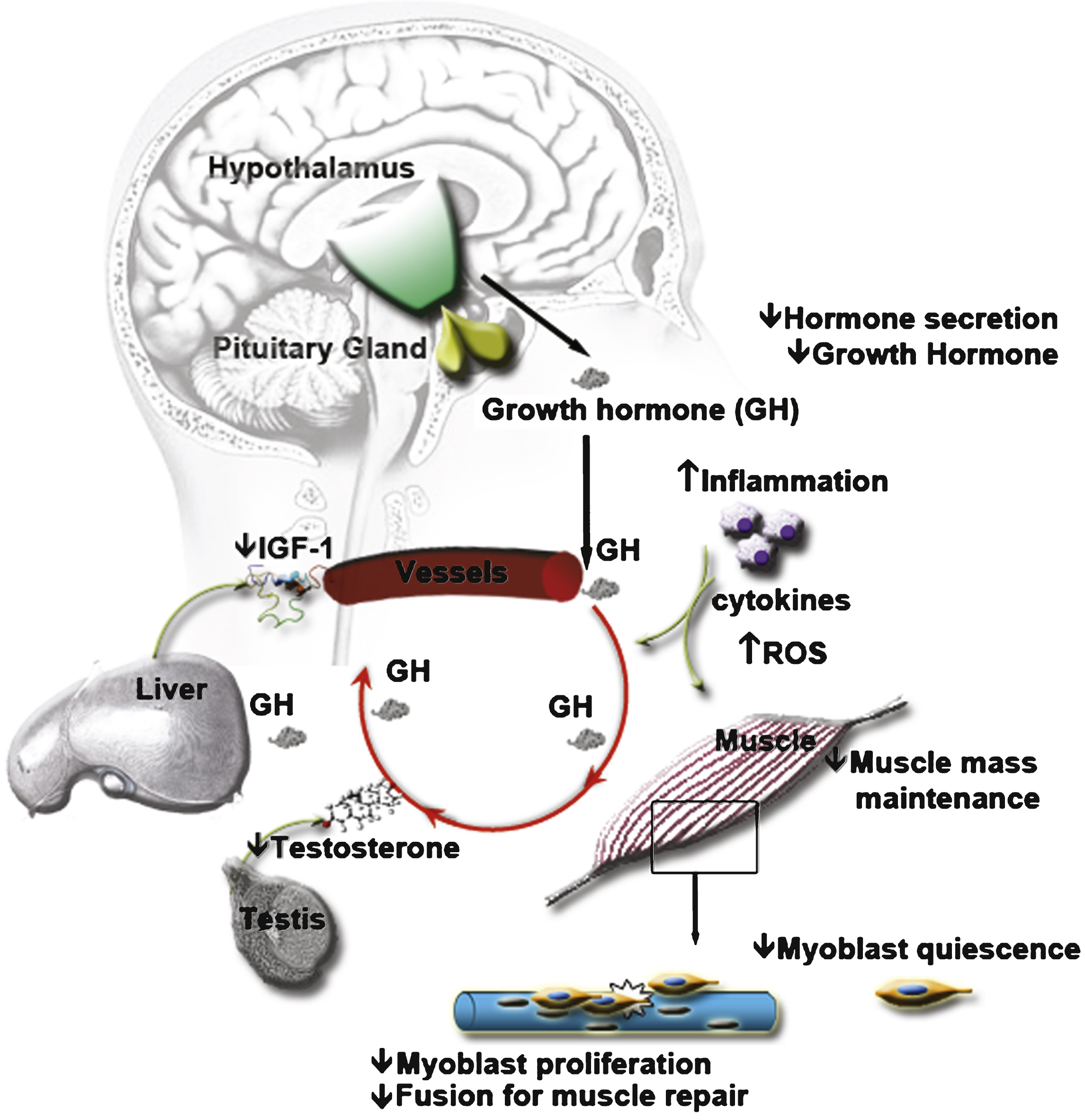 Age alters serum composition and thereby affects intercellular communication at distance. The endocrine hypothalamic-pituitary axis is altered with aging, affecting the composition of circulating hormones in the serum. For instance, the secretion of growth hormone is decreased, leading to loss of muscle mass. In addition, the lower level of growth hormone will also stimulate less the secretion of IGF-1 - IGF-1 being involved in muscle mass maintenance and in the satellite cell myogenic program. The endocrine hypothalamic-gonadotropic axis is also affected, leading to a decrease of sex steroids such as Testosterone, another hormone involved in muscle mass maintenance. Similarly, a decrease in oestrogen can act on the myogenic program through IGF-1 signaling. The decrease in circulating hormones affects the capacity of the satellite cells to respond to muscle damage. Aging is also associated with an increase in inflammation. The cytokines secretion by aged inflammatory cells as well as their ROS production is modified and can also affect the capacity of the satellite cells to respond to muscle damage. The modification of the entire serum composition with aging has negative effects on muscle mass and on muscle regeneration capacity.