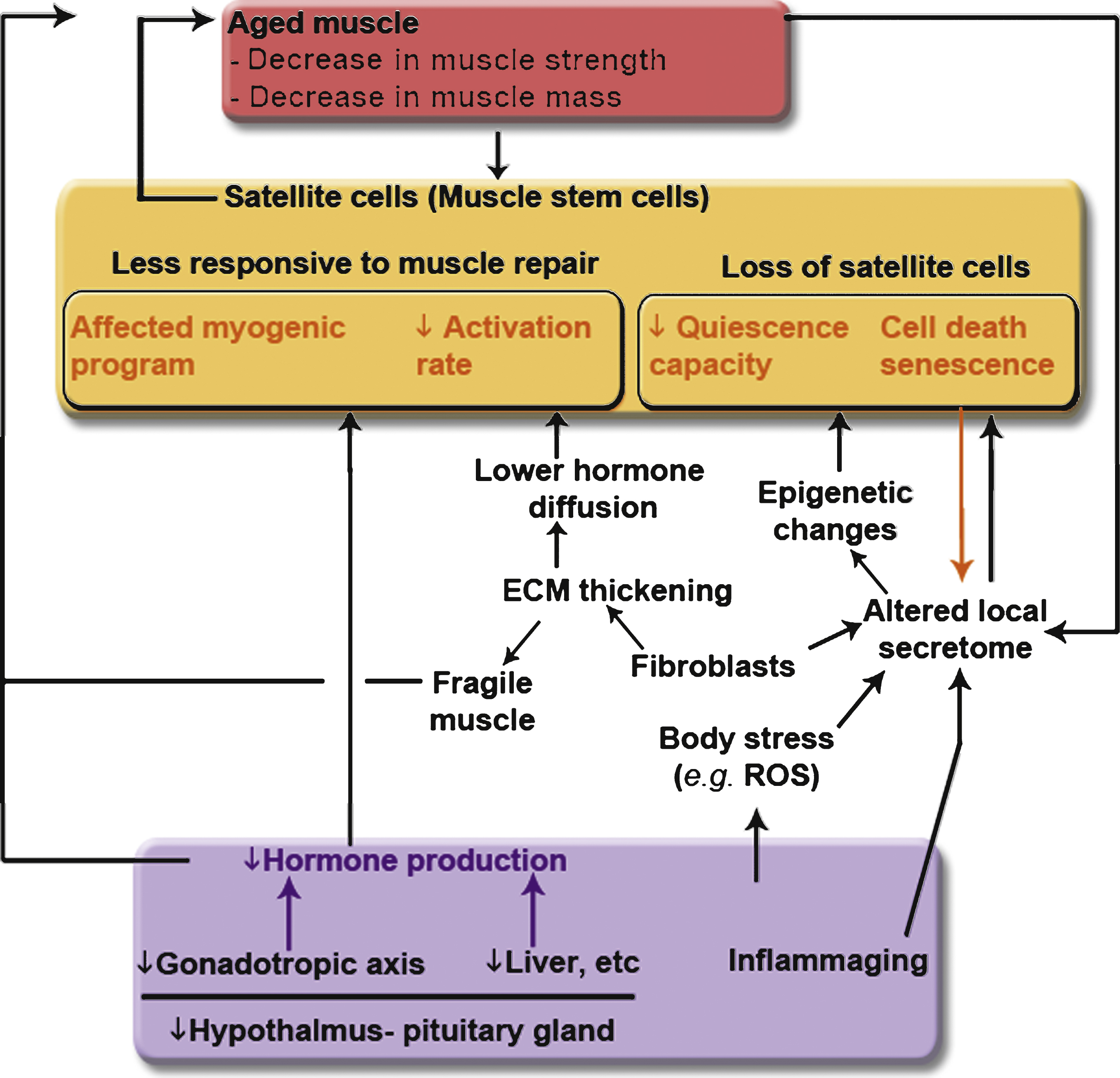 Links between whole-body composition changes, the decline of muscle size and function, and the loss of muscle stem cells and their functions with aging. Modifications with age of the endocrine systems (hypothalamus-pituitary system, gonad glands, liver, etc.) affect the quantity and the content of circulating serum hormones and impact muscle mass maintenance (atrophy of the muscle fibers and decrease in the regenerative capacity of the muscle). Increased inflammation with age - also called inflammaging - affects whole body stress level and is accompanied by modification in secreted cytokine content. Increased oxidative stress of the muscle leads to DNA damage and epigenetic changes, and consequently affects the regenerative capacity of the muscle. The composition of the microenvironment of the satellite cells is affected with age, through the presence of aged fibroblasts, of senescent cells, and aged myofibers. These local changes contribute to the fragility of the myofibers and to a decrease in the regenerative potency.