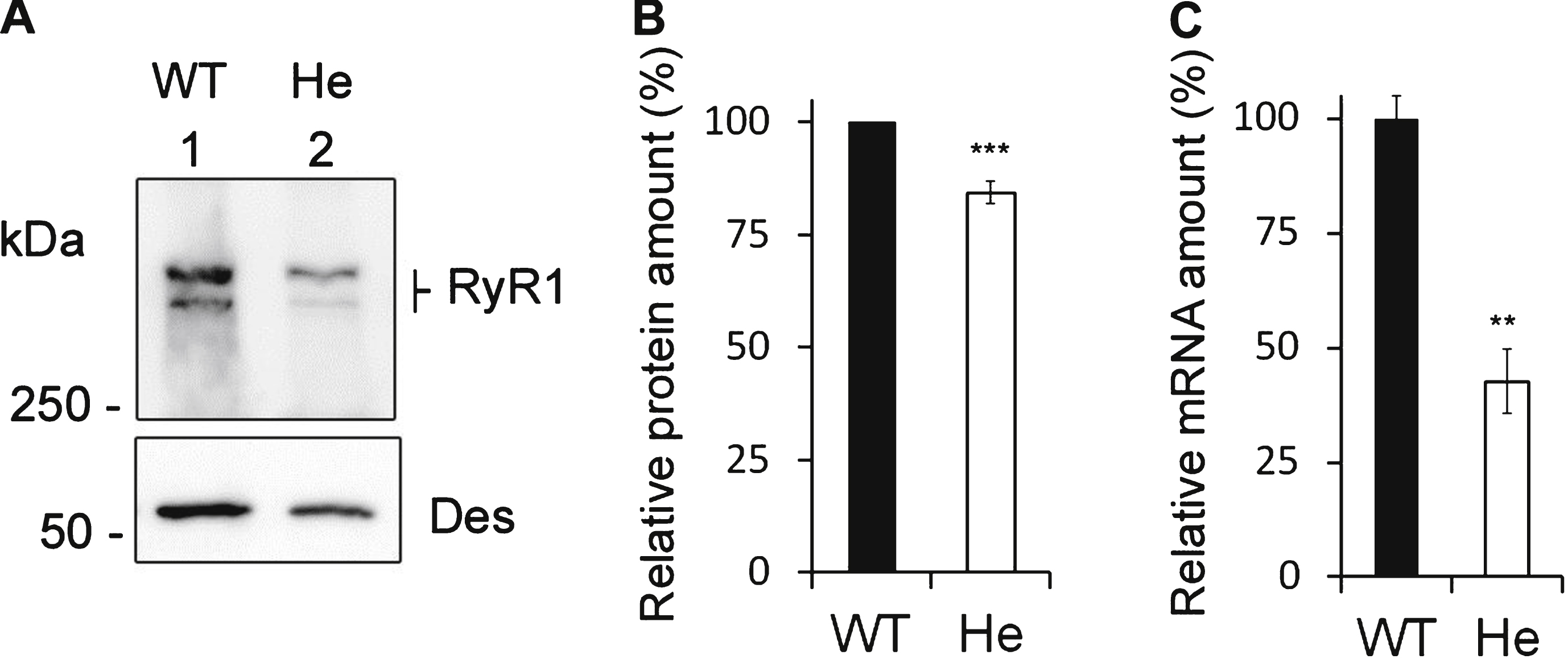 Expression of RyR1 in heterozygous RyR1+/– mouse muscles. (A) Quantitative Western blot analysis of RyR1 expression in skeletal muscle homogenates from WT mice (WT) or from heterozygous RyR1+/– mice (He). (B) The relative amount of RyR1 at the protein level compared to myosin was set to 100% in WT mice. The amount of RyR1 in He mice is presented as mean ± SEM of 9 experiments performed in 3 different mice. ***p <  0.001 Student’s t-test between WT and He. (C) Q-RT-PCR analysis of levels of RyR1 mRNA expressed as a percentage of WT mice (which relative expression compared to GAPDH was set to 100%). The data are presented as mean ± SEM of 3 different mice. **p <  0.01 Student’s t-test between WT and He.