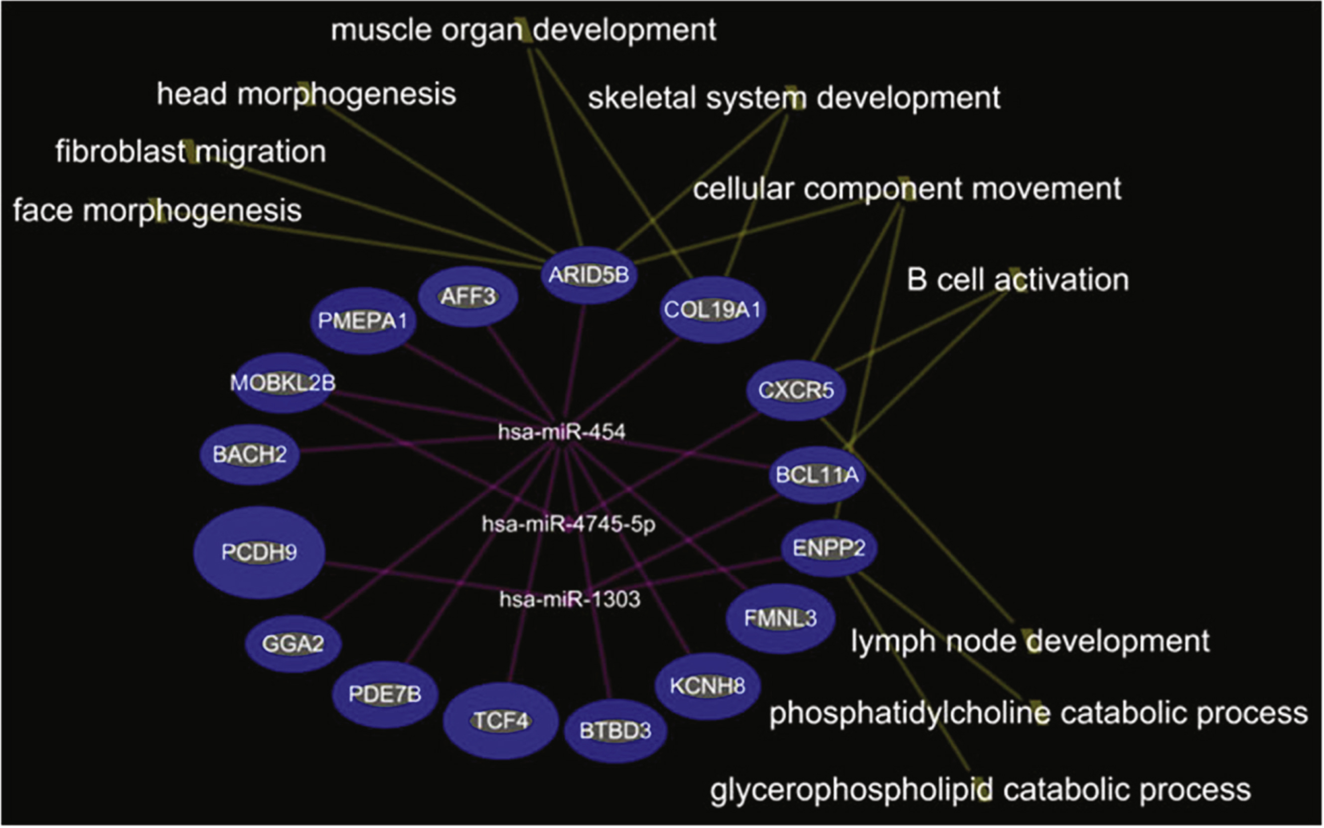 Integrated mRNA-miRNA functional analysis showing the network between under-expressed mRNAs and over-expressed miRNAs in DMD-YpostTx as compared to DMD-YpreTx, and associated functions (such as muscle organ development) of the mRNAs-miRNAs network.