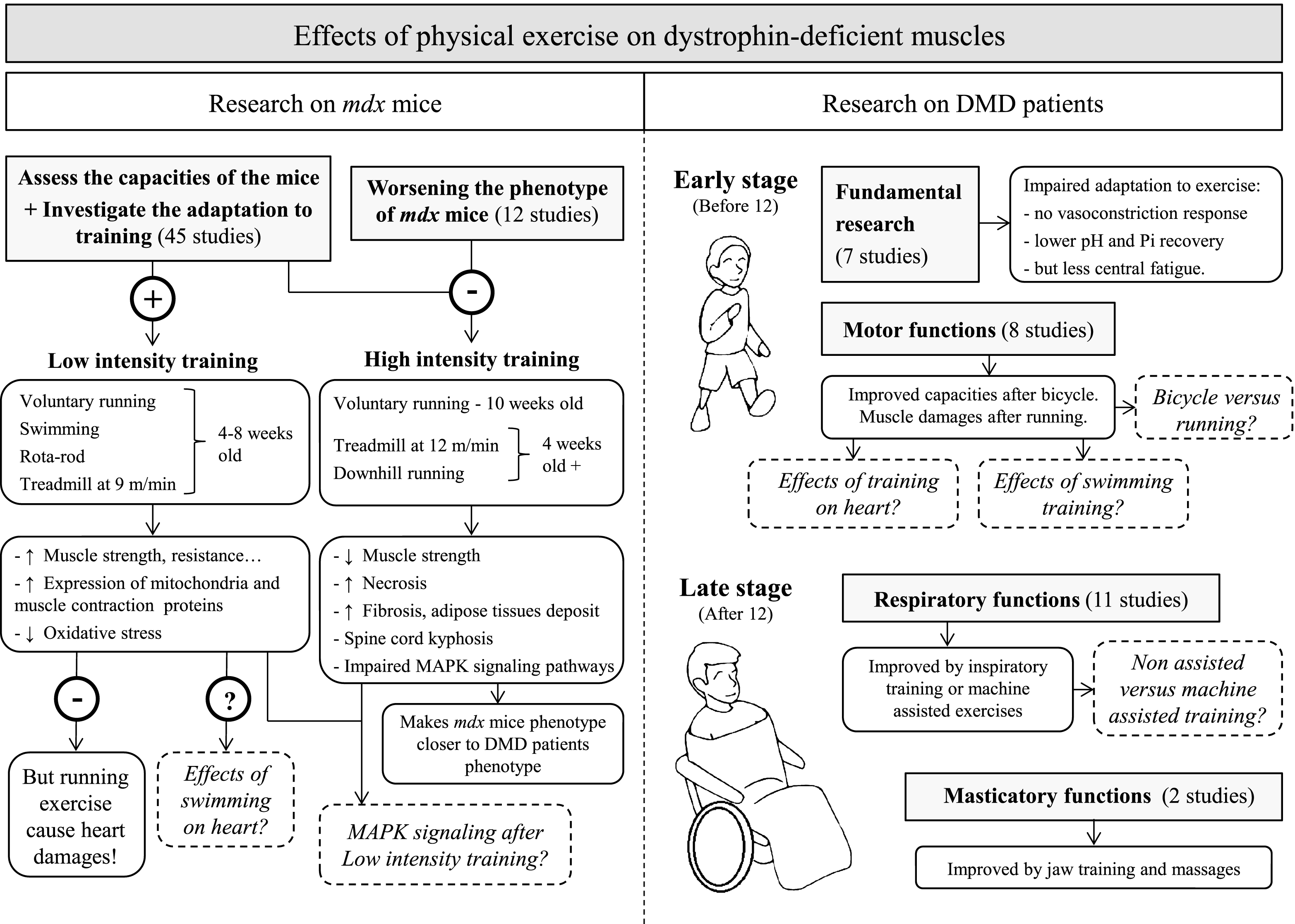 Schematic summarizing the effects of physical exercise on dystrophin-deficient muscles. Results from studies investigating the effects of physical exercise on muscles in mdx mice (left panel) and DMD patients (right panel). Dotted lines represent open questions.