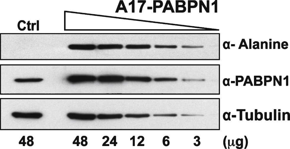 Sensitivity of the α-alanine antibody. Immunoblots of serial dilutions of lysates from HEK 293 cells transfected with plasmid encoding A17-PABPN1 probed with α-Alanine antibody. The total amount of lysate ( μg protein) loaded in each lane is indicated below the immunoblot panels. Blots were probed with α-PABPN1 to detect endogenous and recombinant PABPN1 protein and α-Tubulin was used to detect tubulin as a loading control.