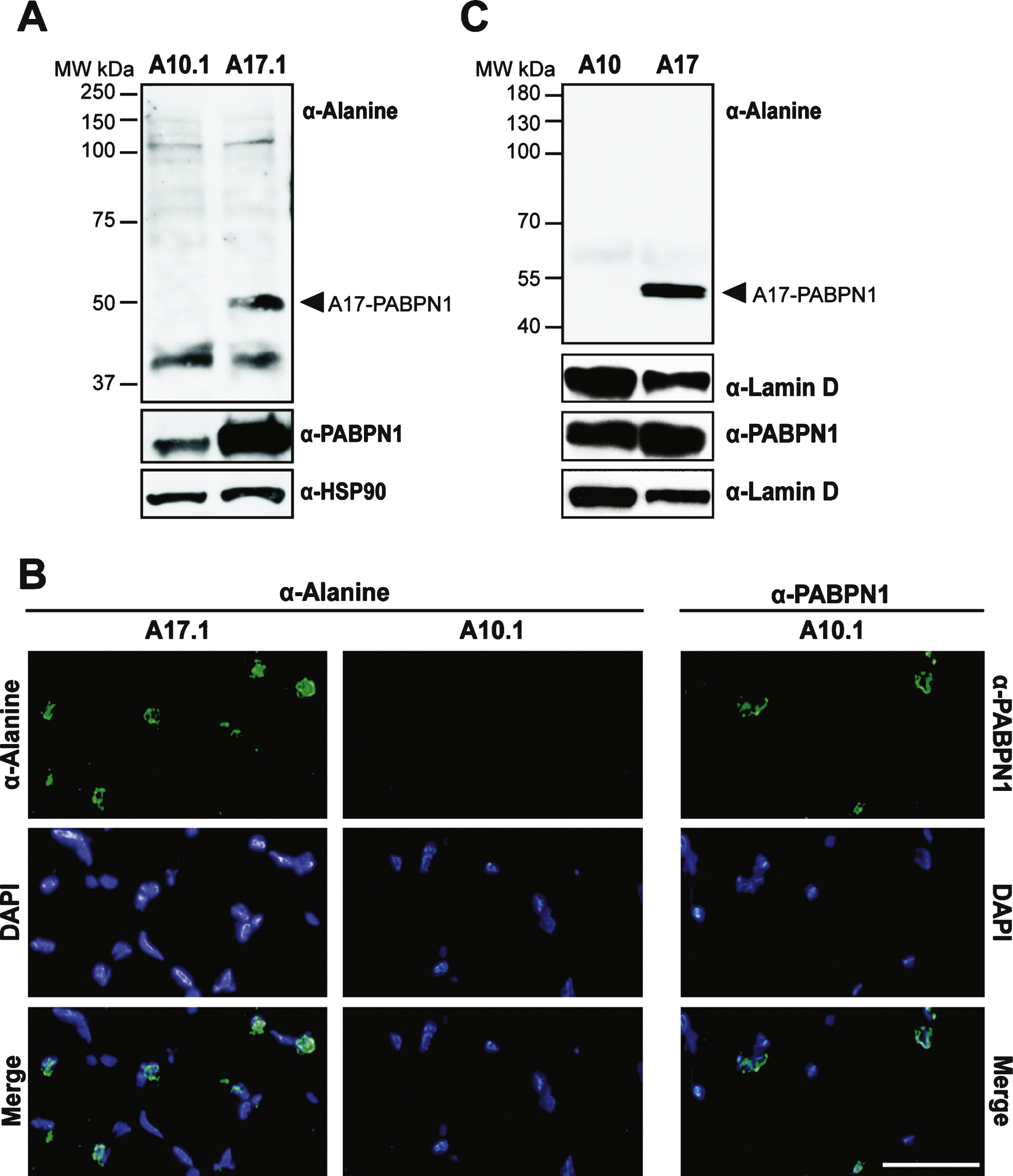 Use of the α-alanine antibody in a transgenic mouse model of OPMD. A) Immunoblots of whole muscle lysate from mice expressing transgenic wild type (A10.1) or alanine-expanded PABPN1 (A17.1) were probed with α-Alanine antibody. Samples were also probed with α-PABPN1 and α-HSP90 as controls. B) Immunostaining of tibialis anterior muscle sections from A10.1 and A17.1 animals stained with α-Alanine antibody. Immunostaining with α-PABPN1 was used to confirm the presence of PABPN1 protein in A10.1 animals and DAPI was used to stain nuclei. Merge image (bottom panels) is included to show co-localization of both A17 and wild type PABPN1 with nuclei. Bar = 5 μm. C) Immunoblots of whole fly lysates from flies expressing muscle-specific A10- or A17-PABPN1 probed with α-Alanine antibody. Samples were also probed with α-PABPN1 to detect PABPN1 and with α-Lamin D to detect lamin D as a loading control.