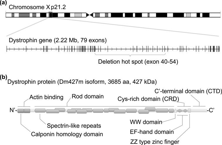 Structure of the dystrophin gene and protein. (a) Human dystrophin gene is located on chromosome Xp 21.2, spans 2.22 Mb in size, and consists of 79 exons for the muscle isoform Dm 427 m. DMD patients suffer from functional loss of dystrophin protein, mainly caused by premature truncation due to a large deletion around exons 40 to 54. (b) Dystrophin protein translated from the Dm427 m isoform consists of 3685 amino acids and is 427 kDa. The protein can be divided into three functional domains: an actin-binding domain, rod domain, and cysteine (Cys)-rich C’-terminal domain. The actin-binding domain at the N’-terminal is important for binding to cytoskeletal actin fibers, and the Cys-rich C’-terminal domain is critical for the binding to the dystroglycan complex at the sarcolemma membrane. The center rod domain consists of several spectrin-like repeats, which form a three-helix bundle-like structure.