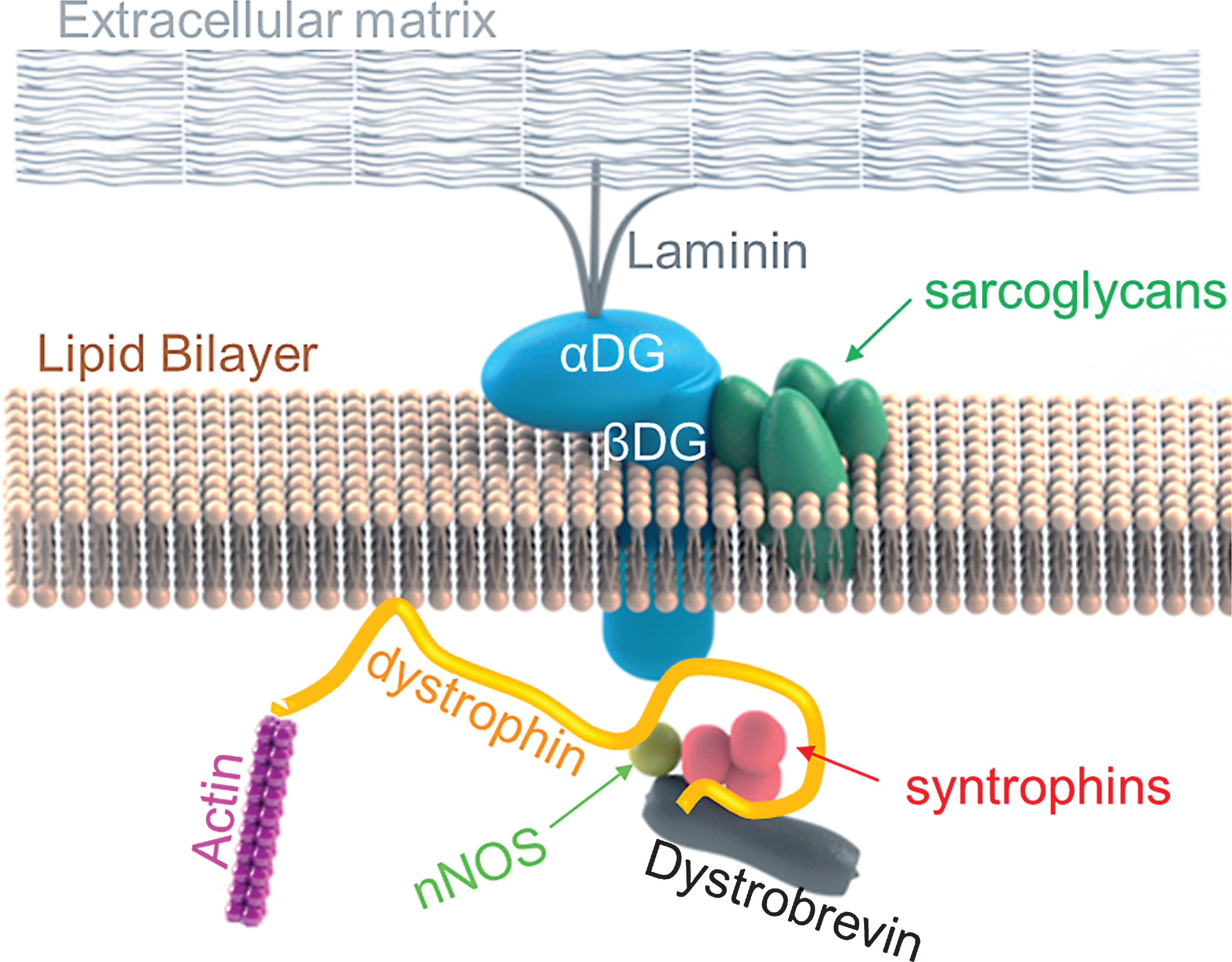 Dystrophin links actin cytoskeleton to the dystrophin glycoprotein complex. In normal muscles, the N-terminal domain of dystrophin binds to actin. Dystrophin then, subsequently interacts with the components of DGC: It interact with neuronal nitric oxide synthase (nNOS) at the region between exon 42 to exon 45, then, its cysteine rich domain binds to β-dystroglycan, and lastly, its C-terminal domain binds to syntrophin and dystrobrevin.