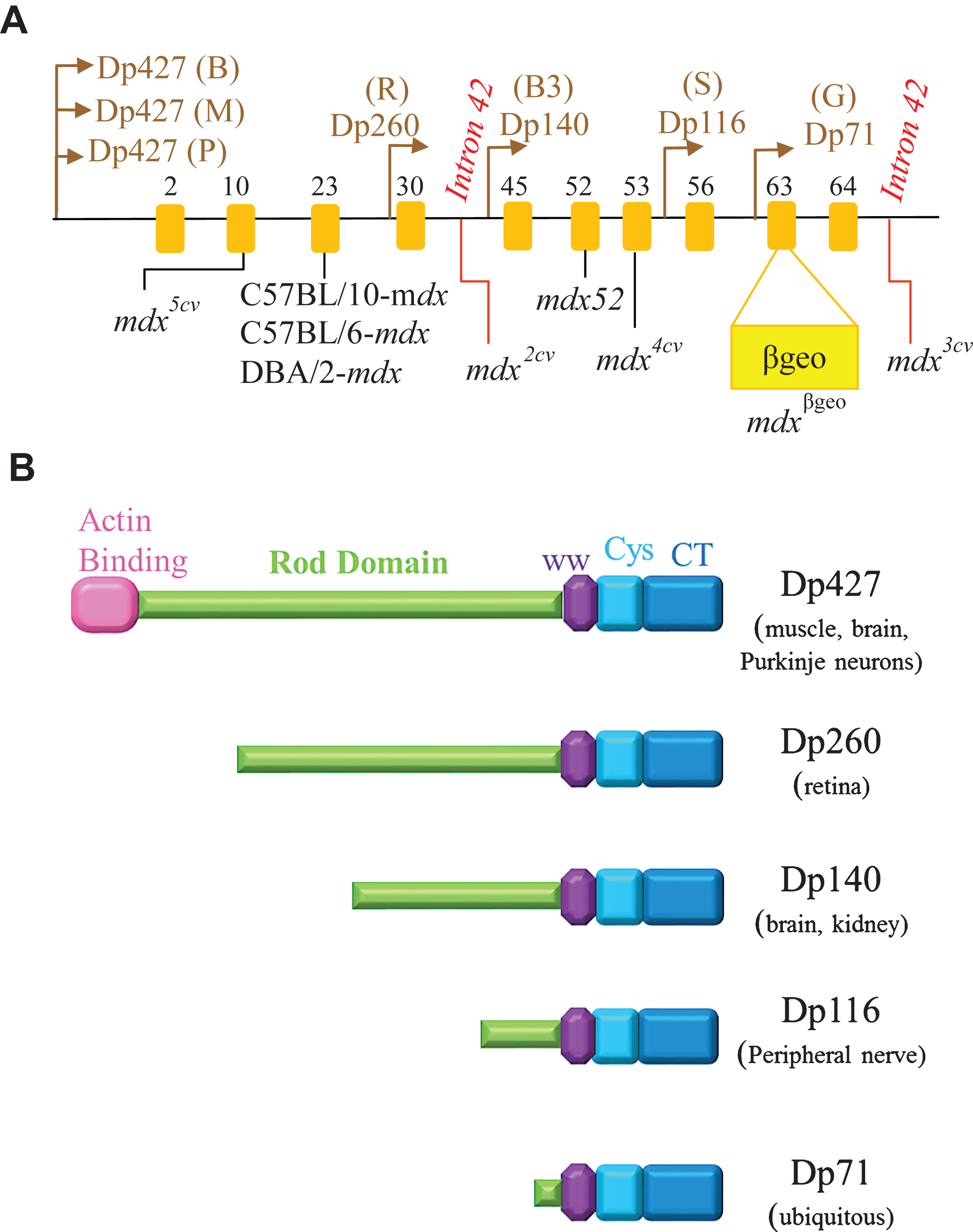 The promoters and isoforms of the dystrophin gene, and the location of mutations in murine models. (A) The location of different promoters (brain (B), muscle (M), Purkinje (P), retinal (R), brain-3 (B3), Schwann cell (S), and general (G)) of the dystrophin gene is displayed alongside with the location of mutations observed in some murine models (and also illustrates the insertion of the ROSAβgeo in 3’ end of exon 63 in mdxβgeo). Yellow rectangles represent exons. (B) The promoters of Dp427 results in “full-length” dystrophin protein (consisting of the N-terminal actin-binding domain, rod domain, WW domain, cysteine rich domain (Cys) and C-terminal domain (CT)). The remaining promoters lead to shortened dystrophin isoforms.