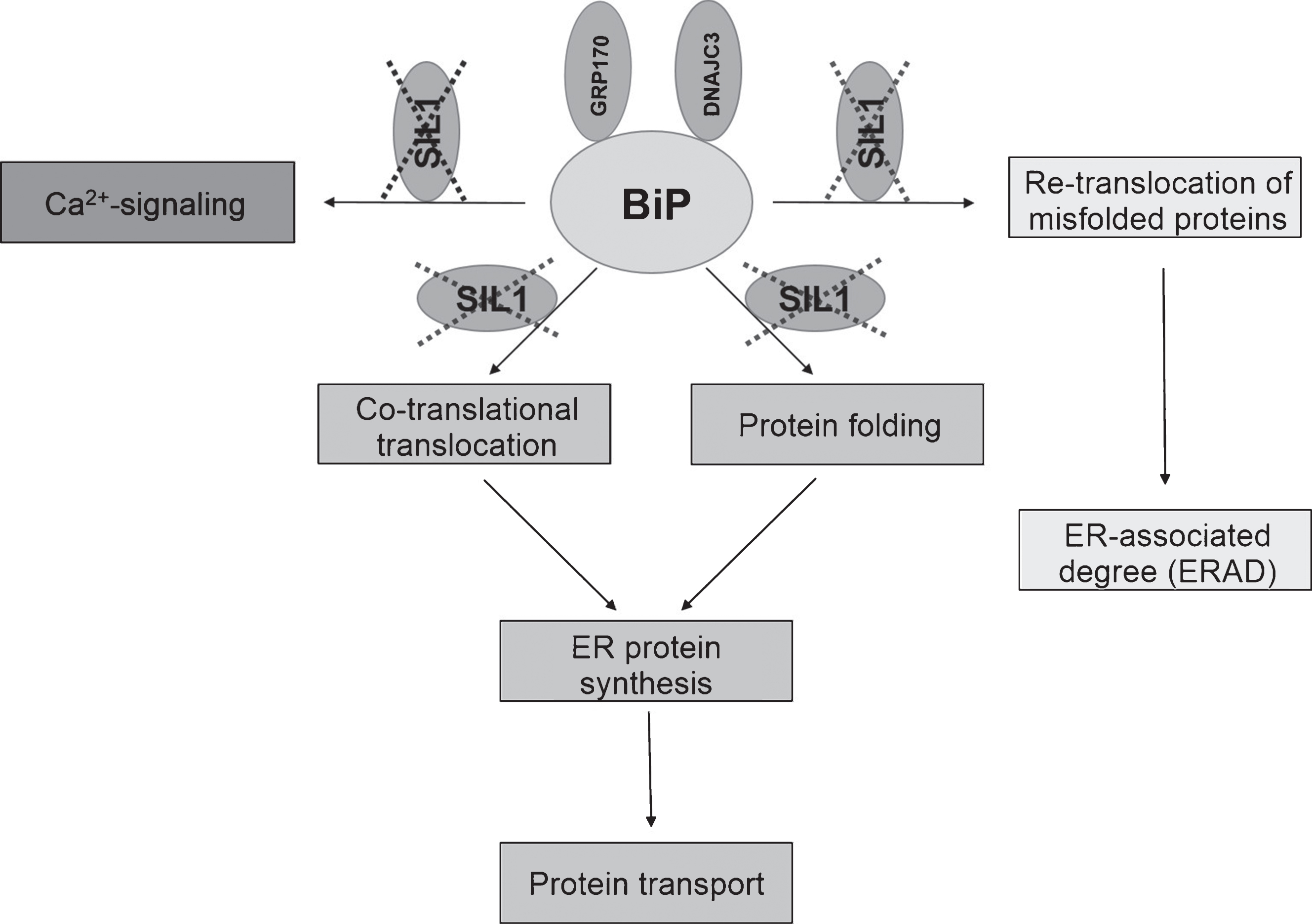 Schematic overview of impaired BiP function due to loss of functional SIL1. The cellular processes highlighted in the respective boxes are potentially affected by loss of (functional) SIL1.
