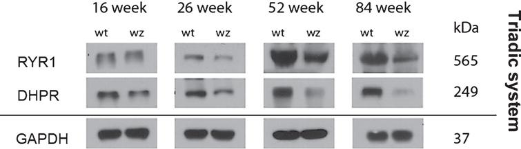 Immunoblot studies of total quadriceps muscle lysates from 16-, 26-, 52- and 84-week old woozy animals and wildtype controls. Compared to protein abundances in wildtype littermates, RYR1 and DHPR show decrease upon disease progression. GAPDH which was used as loading control did not show altered abundances in Sil1-mutant muscles compared to respective control samples.