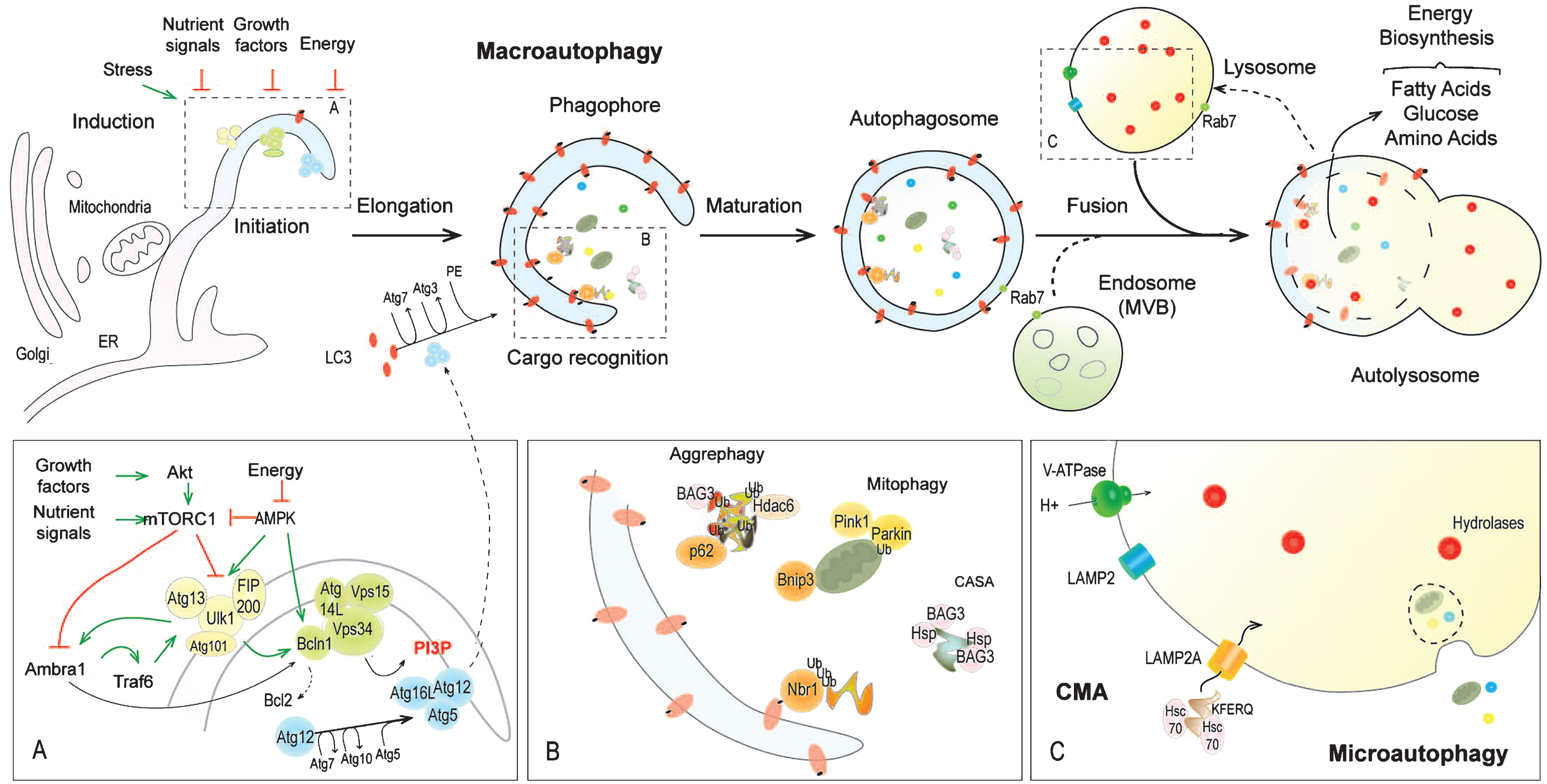 Overview of mechanisms and proteins involved in autophagy in mammals. In (macro)autophagy, initiation leads to the formation of a phagophore, which engulfs large cytoplasmic parts and expands to give rise to autophagosomes. Autophagy induction depends on the balance of several regulatory pathways converging on the Ulk1 complex (A). Autophagy ensures selective degradation of proteins and organelles, mediated by different autophagy cargo receptors (p62, Nbr1) and chaperone/co-chaperone proteins (Hsp, BAG3) (B). After fusion with the lysosomes and/or endosomes, degradation of the autolysosomal content by lysosomal enzymes permits recycling of metabolites. Of note, lysosomes are also involved in degradation associated with microautophagy and chaperone-mediated autophagy (CMA) (C). Red lines represent inhibition; green arrows show activation. Bcln1, Beclin1; MVB, multivesicular bodies; Ub, ubiquitin.