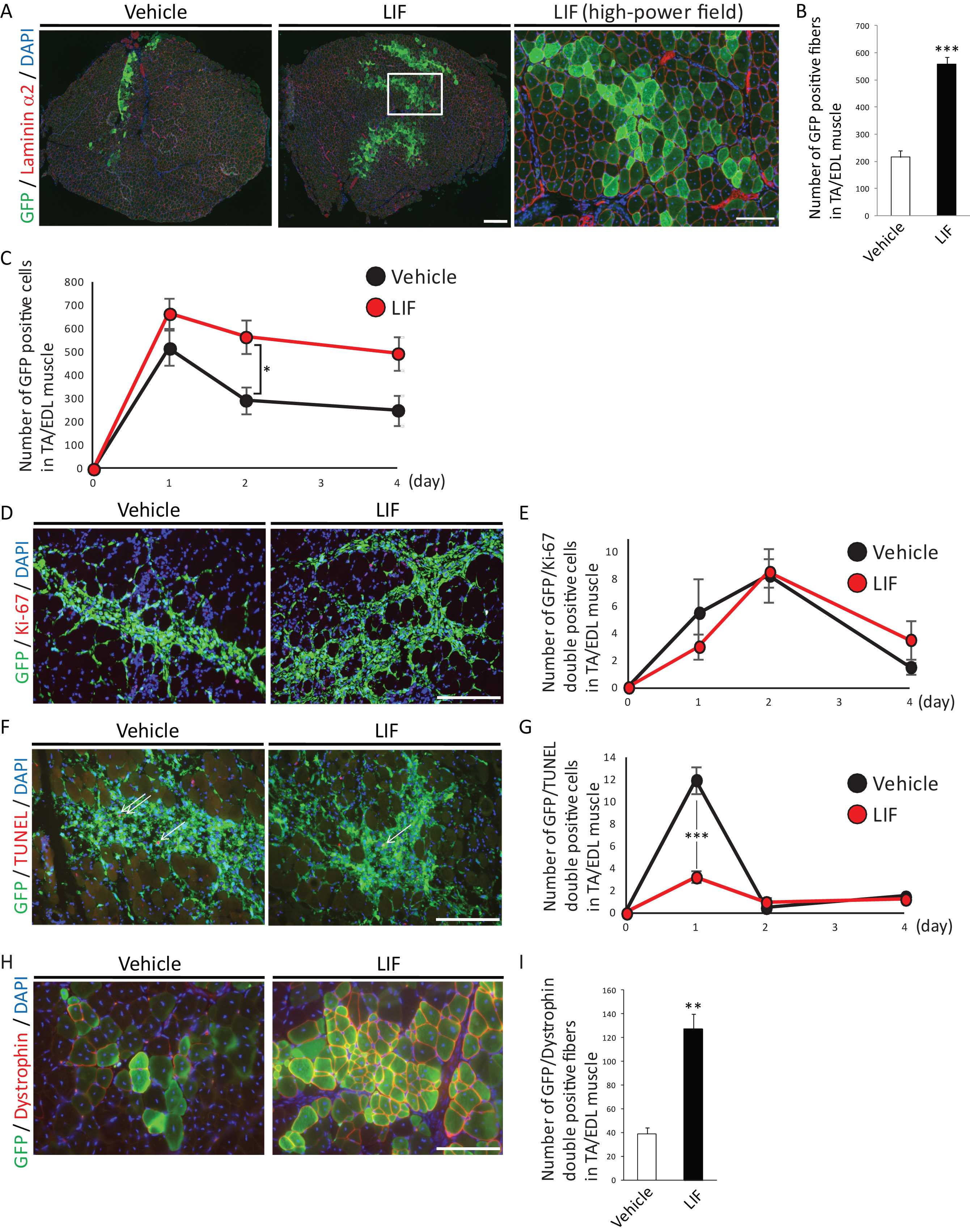 LIF enhances transplantation efficiency of satellite cells. A) Representative immunohistochemistry of GFP-positive fibers in transplanted muscles at 2 weeks after transplantation. Low-power field images were shown in left and center. Scale bar: 300 μm. High-power field image was shown in right. Scale bar: 100 μm. Right image was identical to the boxed area in center image. B) Quantitative analysis for the number of GFP-positive fibers surrounded by laminin α2 at 2 weeks after transplantation. n = 5. C) Quantitative analysis for the number of GFP-positive cells at 1, 2 or 4 days after transplantation. D) Representative immunohistochemistry of GFP/Ki-67-double positive cells in transplanted muscles at 2 days after transplantation. Scale bar: 100 μm. E) Quantitative analysis for the number of GFP/Ki-67-double positive cells. n = 4. F) Representative immunohistochemistry of GFP/TUNEL-double positive cells in transplanted cells at 1 day after transplantation. Arrows indicated GFP/TUNEL-double positive cells. Scale bar: 100 μm. G) Quantitative analysis for the number of GFP/TUNEL-double positive cells. n = 4. H) Representative immunohistochemistry of GFP/Dystrophin-double positive fibers in transplanted muscles. Scale bar: 100 μm. I) Quantitative analysis for the number of GFP/Dystrophin-double positive fibers. n = 4. All GFP-positive, GFP/Ki-67-double positive, GFP/TUNEL-double positive or GFP/Dystrophin-double positive cells or fibers in TA/EDL muscles were counted. **P < 0.01 ***P < 0.001 by Student’s t-tests. Error bars indicate standard error of mean.