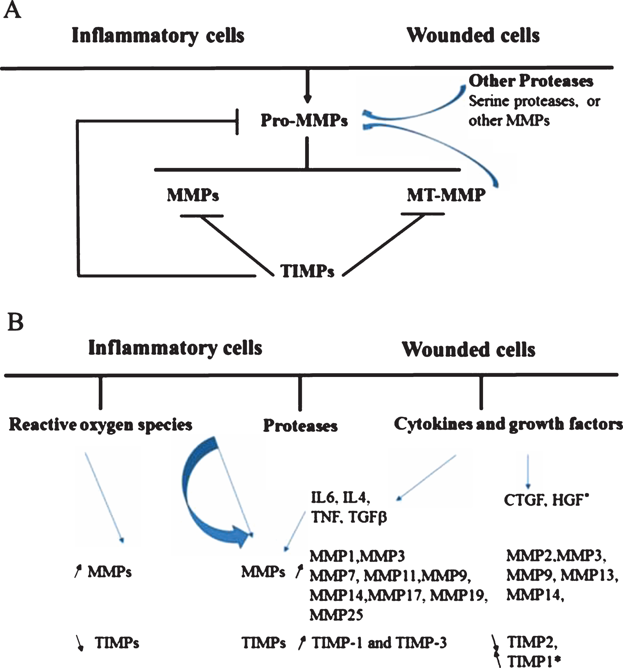 Schematic representation of MMPs activation in inflammatory and wound conditions. Panel A: Overview of MMPs production, activation and their inhibition by TIMPs. Panel B: Modulation of MMPs/TIMPs production by reactive oxygen species, other proteases and by cytokines and growth factors released in inflammatory and wound conditions. These regulations are reported in the literature and may depend on cell types and tissue microenvironment. Pro-MMPs are the inactive MMPs forms; MT-MMPs membrane-type MMP; TIMPs, Tissue Inhibitor of Metalloproteinases. Thin curved arrow indicates MMP activation and ⊣ MMPs inhibition.