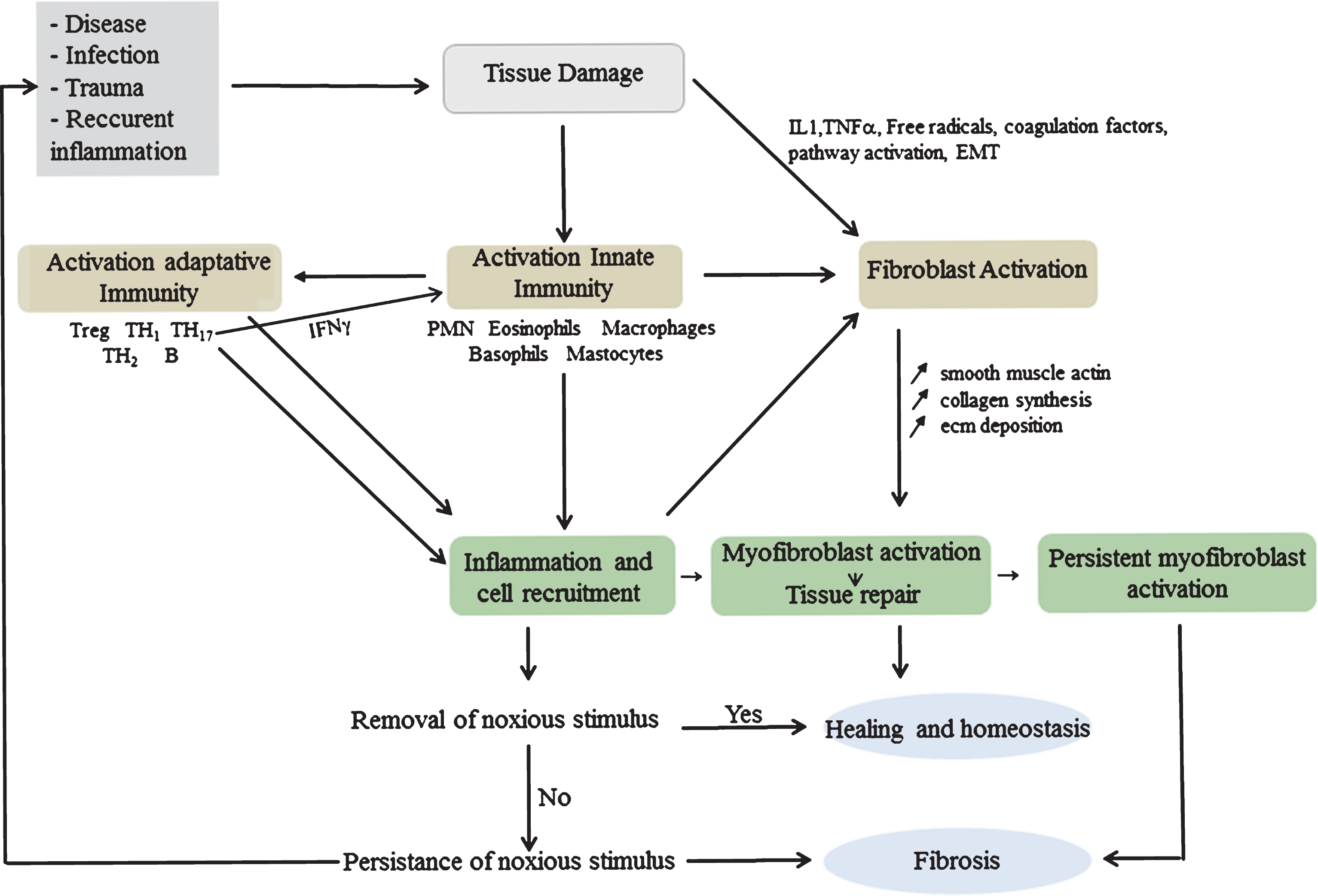 Schematic representation showing the involvement of inflammatory cells in the regulation of myofibroblast activation in wound healing and fibrosis. Tissue injury triggers a cascade of interconnected steps to restore tissue homeostasis. The initial activation of coagulation pathway is followed by an acute inflammation and activation of innate immune mediators including macrophages, neutrophils and dendritic cells. Cytokines liberated by injured and inflammatory cells subsequently regulate the activation of adaptive immune response. Inflammatory cells and immune mediators attempt to eliminate noxious stimuli and activate fibroblasts into myofibroblasts that orchestrate angiogenesis and regulation of ECM components. Failure to eliminate factors causing the injury perpetuates wound healing and inflammation ultimately resulting in fibrosis.