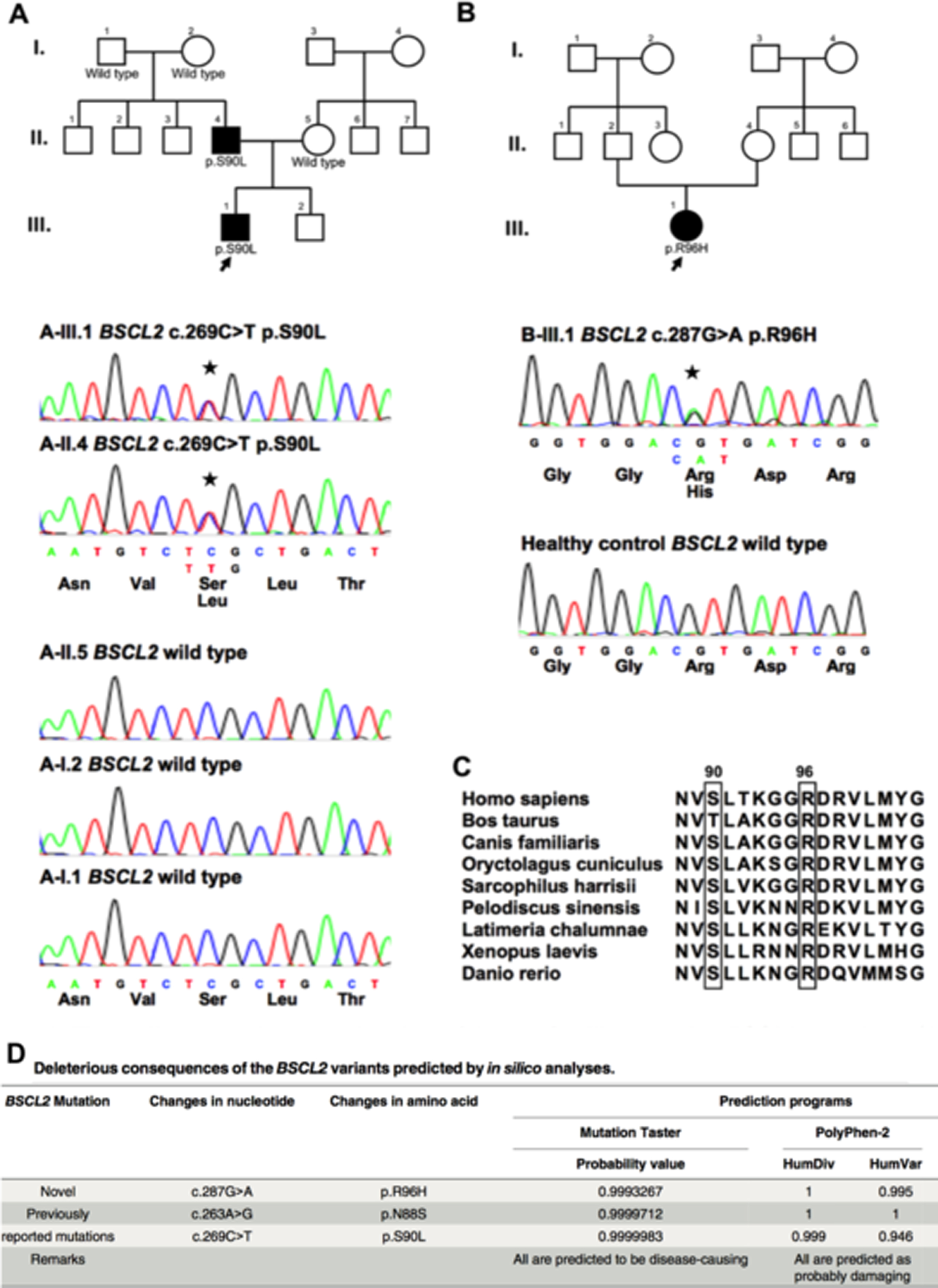 Fig. 1. The pedigrees and sequencing data of the two families carrying BSCL2 mutations, and the characteristics of the novel p. R96H mutation.