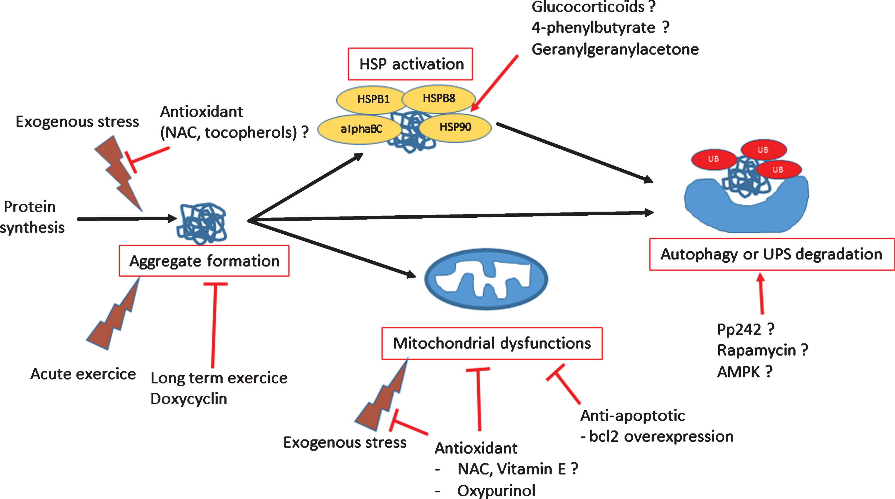 Scheme of dysregulated functions in myofibrillar myopathies and potential therapeutic treatments.