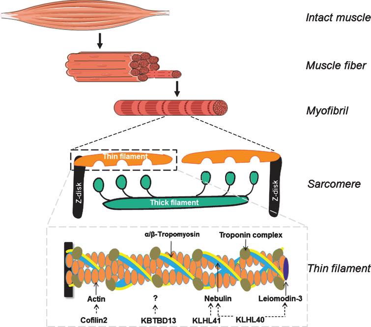 Schematic of skeletal muscle, from the level of the whole muscle to the sarcomeric thin filament. Note that the schematic of the thin filament illustrates the protein products of all thin filament genes implicated in nemaline myopathy.