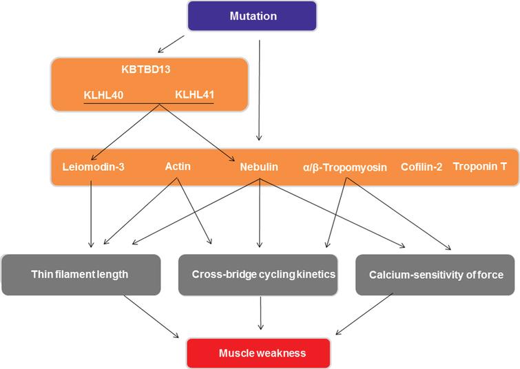Schematic overview of the mechanisms by which mutations in the genes implicated in nemaline myopathy cause muscle weakness. Only mechanisms involving sarcomere contractility are shown.