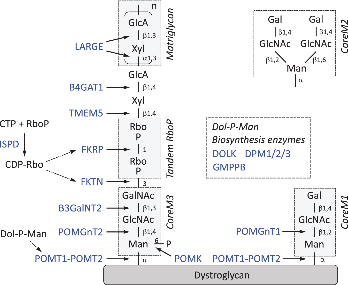 Sugar chain structure of α-DG and functions of DGpathy genes. DGpathy gene products are written in blue and their functions are indicated by arrows. Note that nomenclature for the “Core” structure denoting O-Man extended only by GlcNAc residues has been also proposed [65]. RboP, ribitol 5-phosphate; GlcA, glucuronic acid; Xyl, xylose; GalNAc, N-acetylgalactosamine; GlcNAc, N-acetylglucosamine; Man, mannose; Dol-P-Man, dolicholphosphate mannose.