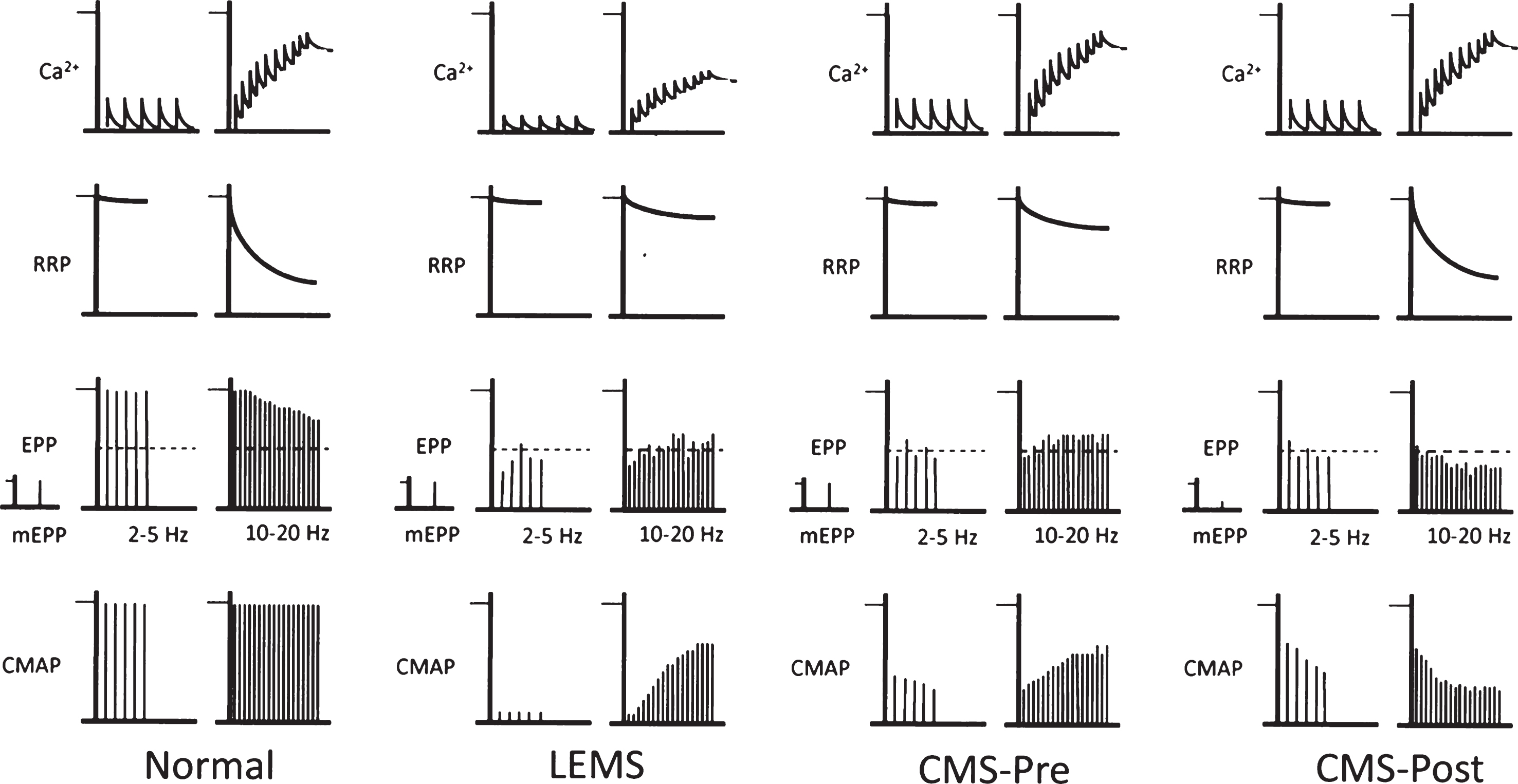 patterns of transmitter release from motor nerve terminals. This figure provides a qualitative view of how different patterns of NMJ response to repetitive activity (2–5 Hz and 10–20 Hz) may arise, and their impact on the CMAP. Top row, level of Ca2+ in the nerve terminal. Second row, size of ‘readily releasable pool’ (RRP) of transmitter quanta. Third row, mEPP followed by EPPs. Dotted horizontal line shows mAP threshold. Bottom row, CMAPs. At normal NMJs, at 2–5 Hz, each nAP causes a brief increase in Ca2+ which triggers release and generates large EPPs. These all trigger mAPs, so the CMAP shows no decrement. The RRP is almost fully replenished between the responses, although there may be a little decline. At 10–20 Hz, the individual Ca2+ transients summate, raising the level of Ca2 + . However, now there is not time for the RRP to be fully replenished between responses, so it declines significantly. The net effect is a modest decline in quantal content (QC) and EPP amplitude. However, the EPPs remain suprathreshold, so there is no decrement of the CMAP. In LEMS, the individual Ca2+ transients are much smaller than normal, so the QC at low frequency is very low and few EPPs reach threshold, so the CMAP is greatly reduced. At higher frequency, the Ca2+ transients summate, so the Ca2+ level increases. At the same time, because the QC is low, there is little decline of the RRP. As a result, the increased Ca2+ level causes a significant increase in the QC and EPP amplitude, so more EPPs reach threshold and the CMAP increases. In forms of CMS in which presynaptic function is impaired (for reasons other than a decrease in Ca2+ entry), QC is reduced at low frequency, even though mEPP amplitude, Ca2+ entry and RRP size are all normal. As a result, there is little decline in the RRP. At high frequency, the build-up of Ca2+ causes enhanced release and some EPPs reach threshold, causing some increase in the CMAP. In forms of CMS that act on the postsynaptic membrane, the amplitude of the mEPPs (‘quantal size’) is generally much smaller than normal. During low frequency activity, although the QC is normal, the EPPs are small and shows some decline. As a result, many EPPs do not reach threshold so the CMAP is small and may show some decrement as the RRP gets smaller. At high frequency, the decline in RRP results in a decline in EPP amplitude, in spite of the increase in Ca2+ level, leading to significant decrement of the CMAP.