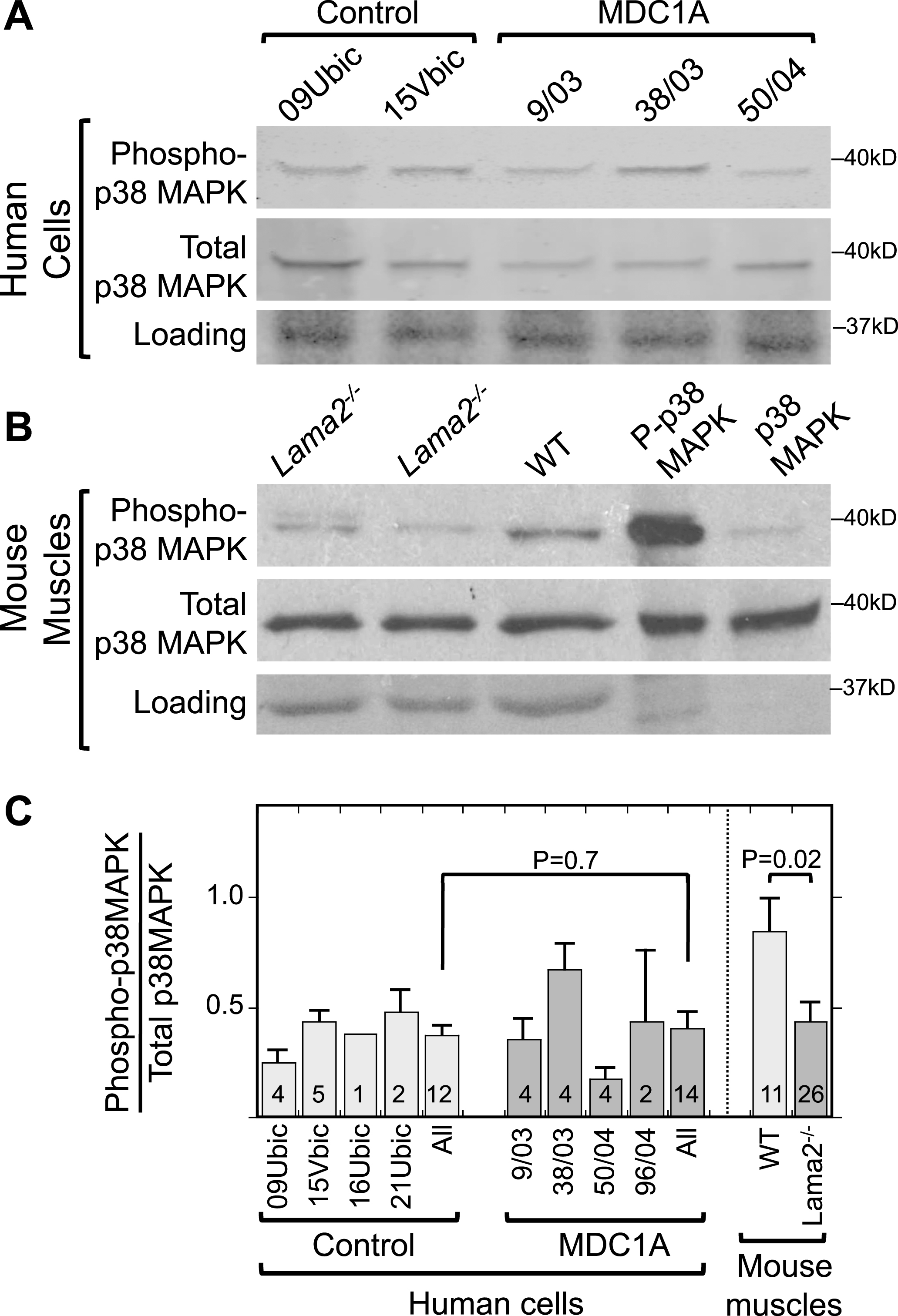 Increased phosphorylation of p38 MAPK is not associated with laminin-alpha-2-deficiency. A. Immunoblots of lysates of 4d differentiated human myogenic cell lysates with antibodies specific for phospho-p38 MAPK (P-p38 MAPK) and total p38 MAPK showed that differentiated cultures of laminin-α2-deficient (MDC1A) and healthy control myogenic cells had similar levels and ratios of P-p38 MAPK to total p38 MAPK. One representative immunoblot is shown, see panel C for quantitation. 70μg of protein per lane. B. Similar immunoblots of mouse muscle lysates showed that phosphorylation of p38 MAPK tended to be decreased in quadriceps muscles from Lama2–/– mice compared to muscles from wild-type mice. One representative immunoblot is shown, see panel C for quantitation. 30μg of protein per lane. Loading control = Ponceau S stain. Lanes 4 and 5 included purified phospho-MAPK and MAPK proteins to serve as positive controls for antibody specificity and thus showed little or no staining in the loading controls. C. Quantitative densitometry of immunoblots showed that the P-p38 MAPK/Total p38 MAPK ratio was decreased at P = 0.02 in Lama2–/– compared to wild-type mouse muscles, whereas the ratio was similar in MDC1A compared to healthy control myogenic cells. Identities of individual control and MDC1A donor cells are as indicated. All = average of results from cell cultures of all healthy control (light gray) or all MDC1A (dark gray) donors. Error bars = SE. P values from unpaired T-test of all control vs. all laminin-α2-deficient samples with n as indicated.