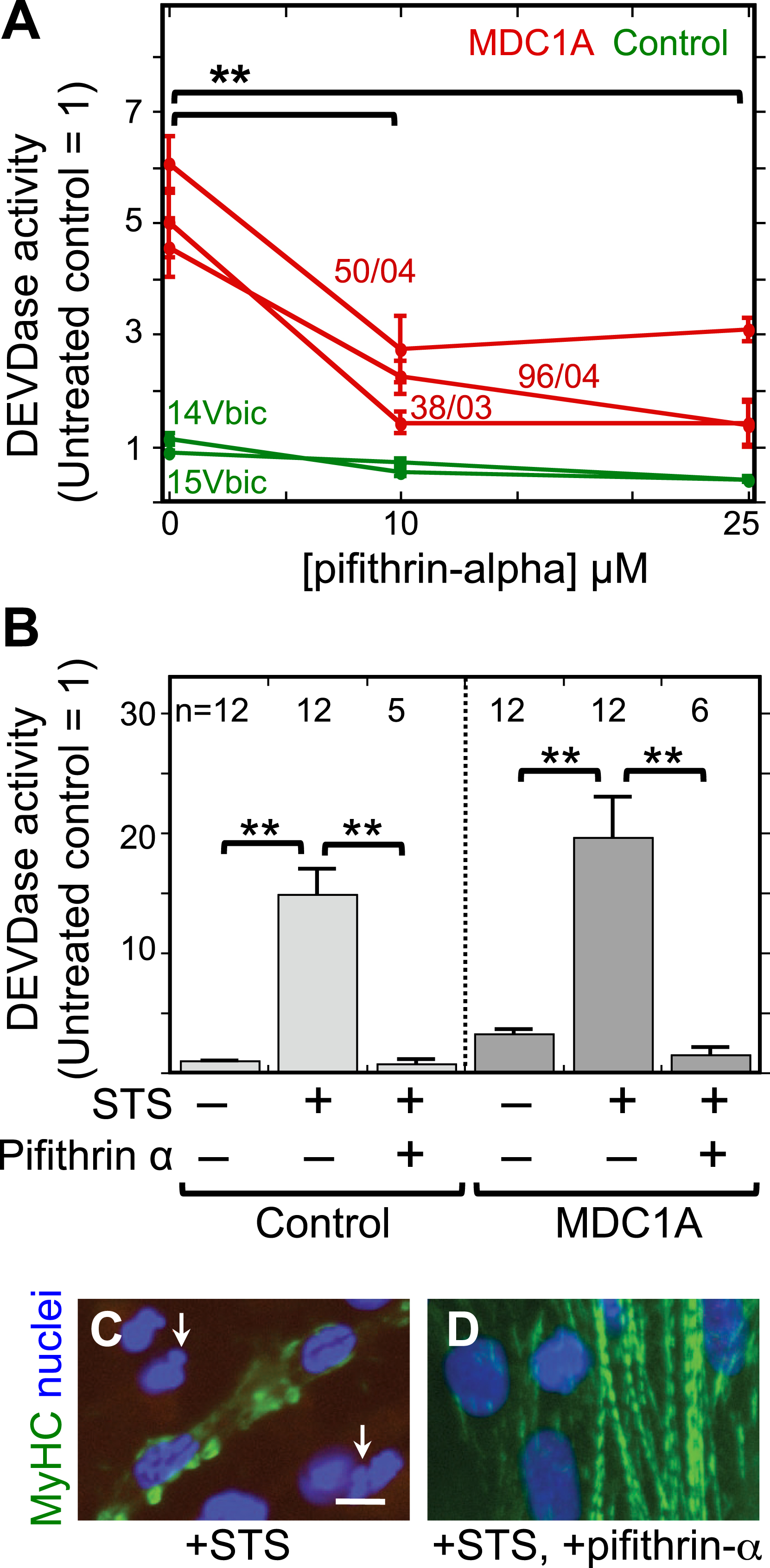 The p53 inhibitor pifithrin-alpha decreased both spontaneous and staurosporine-induced caspase activity in MDC1A myogenic cells. A. Cultures of MDC1A (red lines) and healthy control (green lines) myogenic cells were incubated with pifithrin-alpha at the indicated concentrations and assayed for caspase 3/7 (DEVDase) enzymatic activity after four days in differentiation medium. Caspase values were normalized so that the average of the untreated healthy controls = 1. Error bars = SE; **P < 0.01 by ANOVA to compare values at 0, 10μM, and 25μM; n = 3 for cells of each individual donor. B. As indicated, cells were either left untreated or treated with 25μM pifithrin-alpha as in panel A either without staurosporine (STS) or with staurosporine at 1μM for the final 4.5 h prior to harvest. Pifithrin-alpha treatment reduced both spontaneous and staurosporine-induced caspase activity in MDC1A cultures. Error bars = SE; **P < 0.01 by ANOVA; n as indicated. Healthy control cells included 15Vbic, 16Ubic, and 21Ubic. MDC1A cells included 38/03, 50/04, and 96/04. C, D. Treatment with staurosporine (+STS) at 1μM for 4.5 h hours generated morphological abnormalities of nuclei (blue) including blebbing and fragmentation (e.g., arrows in panel C) and disrupted the striated organization of myosin heavy chain (MyHC, green) in MDC1A (50/04) cultures (panel C). However, these staurosporine-induced changes were largely eliminated when the p53 inhibitor pifithrin-alpha (+pifithrin-α) at 25μM was included in combination with staurosporine (panel D). Bar in panel C = 20μm.