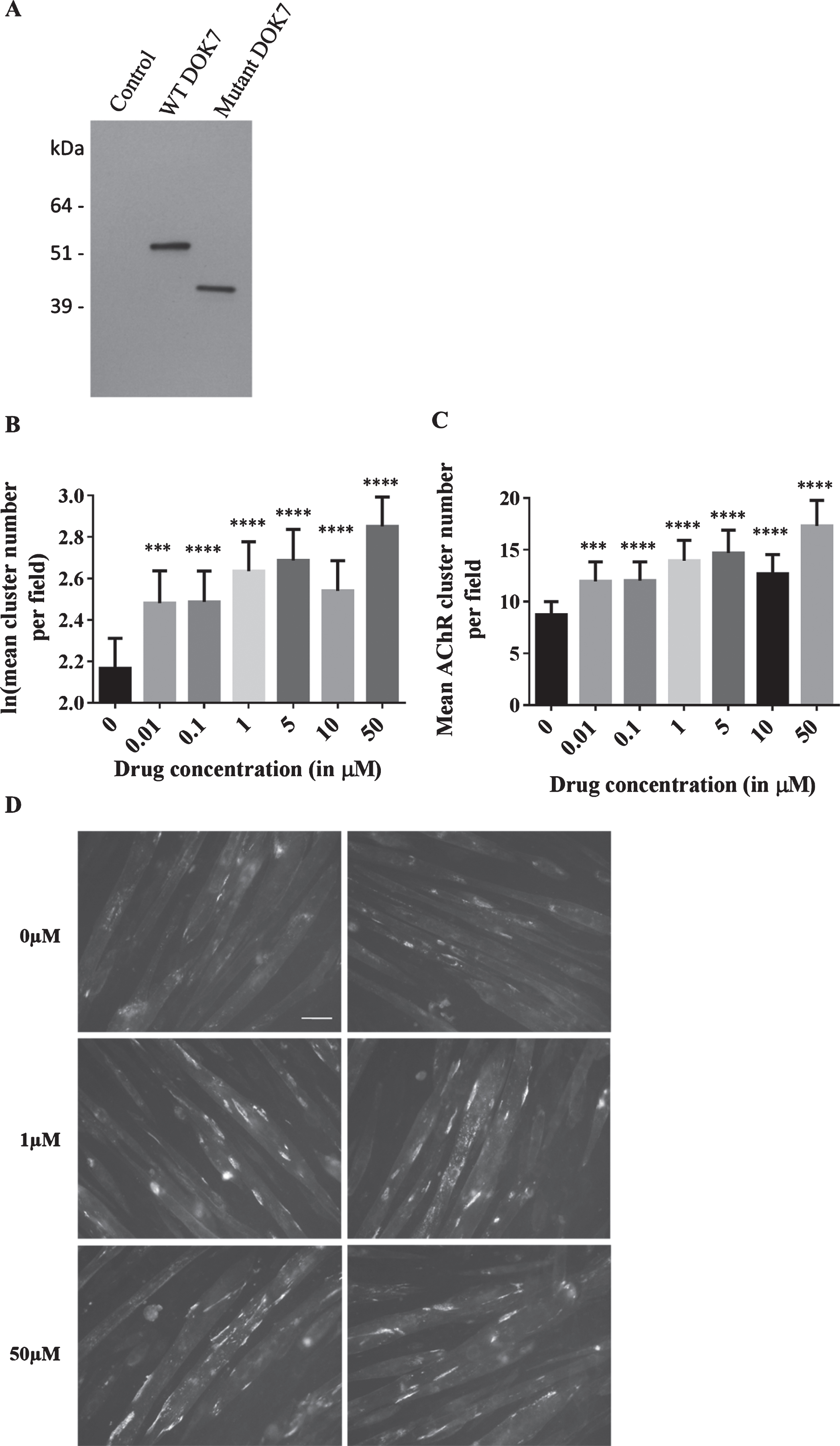 Effects of salbutamol sulphate on AChR clustering in C2C12DOK7c. 1124 _ 27dupTGCC cells. (A) C2C12DOK7c. 1124 _ 27dupTGCC and C2C12DOKWT myotubes robustly express DOK7 compared with control myotubes infected with pBABE-PURO-EGFP. Myotube lysates were analysed by western blot using anti-DOK7 antibody H-284 (Santa Cruz) 1:500..  (B-D) C2C12DOK7c. 1124 _ 27dupTGCC myotubes were incubated with 0.01, 0.1, 1, 5, 10 or 50 μM salbutamol sulphate for 22 h. (B) Salbutamol sulphate treatment induced a significant increase in the number of clusters at all concentrations tested (difference = 0.31, SE = 0.08, p = 0.001, difference = 0.32, SE = 0.07, p = 0.00002, difference = 0.47, SE = 0.05, p < 0.00005, difference = 0.52, SE = 0.07, p < 0.00005, difference = 0.37, SE = 0.06, p < 0.00005, and difference = 0.68, SE = 0.05, p < 0.00005, respectively). (C) Data back-transformed into cluster numbers. (D) Representative microscopic images of C2C12DOK7c. 1124 _ 27dupTGCC myotubes treated with salbutamol sulphate as indicated. N = 12. Error bars indicate the standard error of the mean. n.s.p > 0.05 ***p≤0.001, ****p≤0.0001.