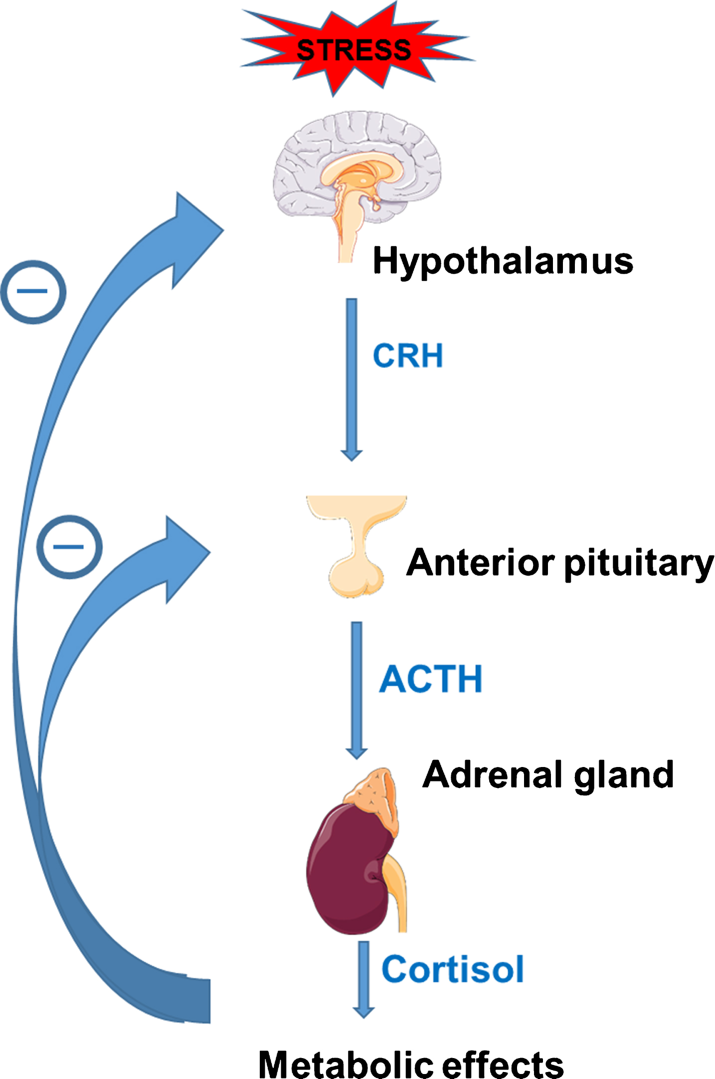 Regulation through cortisol-mediated negative feedback of the hypothalamic-pituitary-adrenal (HPA) axis; CRH = corticotropin-releasing hormone, ACTH = adrenocorticotropin hormone. Figure designed with images from Servier Medical Art (https://smart.servier.com) under a Creative Commons Attribution 3.0 Unported License.