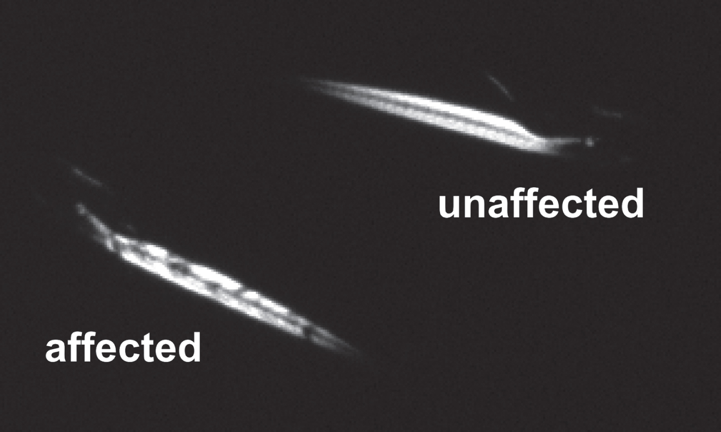 Identification of dystrophic zebrafish larvae using a birefringence assay.