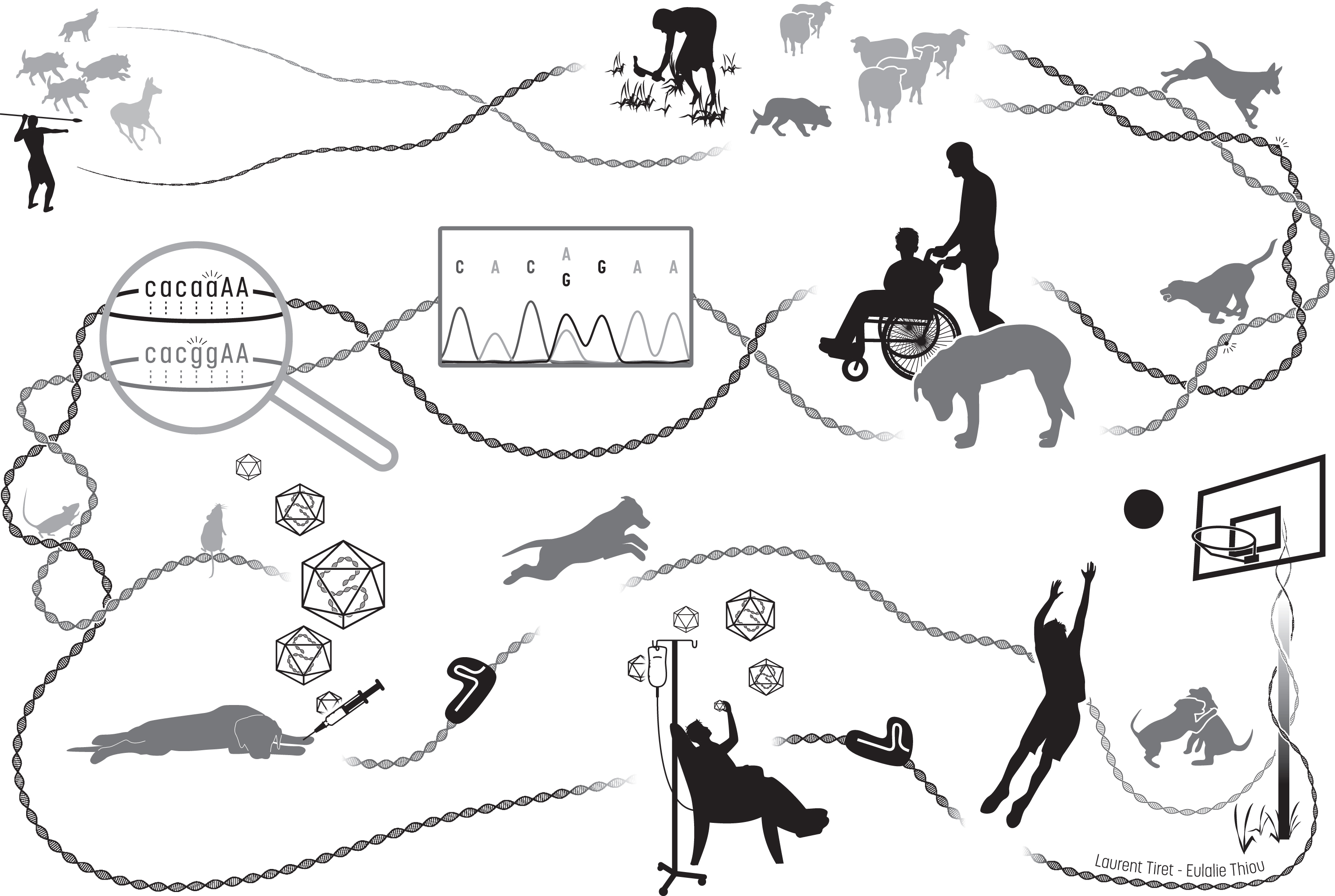 Illustrated history of the intermingled Humankind and dog recent evolution, from domestication to comparative medicine. From the upper left corner, then along the DNA path: in prehistoric paleolithic times, Homo sapiens ancestors and grey wolves which are dogs’ ancestors may have developed similar social abilities for cooperative problem solving, synergizing in convergent actions such as hunting. Between around 35,000 years ago and the beginning of the Pre-Neolithic starting roughly 11,500 years ago, humans and domesticated dogs achieved more and more cooperative tasks such as protecting herds of other domesticated farm animals. Sharing their daily life and environment resulted in common genomic signatures. By exerting new forms of selection pressure on the dog’s genome, human evolution resulted in many convergent physiological mechanisms. Over the last 300 years, phenotypic diversity increased in dogs following a sustained accentuated artificial selection of desirable traits spontaneously emerging in domesticated dogs, leading to the creation of breeds that are genetic isolates. This unfortunately led to the rapid spread of unwanted breed-specific disease-causing variants that also spontaneously happened, and in particular favored homozygosity of loss-of-function recessive alleles resulting in the emergence of hereditary disorders, including those affecting the neuromuscular system. Dysfunction of convergent physiological mechanisms lead to highly similar pathogenic mechanisms in patients and affected dogs, which are thus relevant spontaneous clinical and molecular models. In the last two decades, comparative medical genetics has allowed to identify 290 human-like disease-causing variants in 190 genes, as illustrated here with the autosomal recessive mutations identified in the same intronic acceptor site of BIN1 in human patients (ag=> aa) and affected Great Danes (ag=> gg) that display a highly similar, rapidly progressive congenital myopathy [60]. Comprehensive, longitudinal characterization of dog diseases helps establish a chronological list of quantified parameters, further used as outcome measures to evaluate in preclinical trials the relevance of innovative therapeutic strategies, such as virally-vectorized delivery of genes, oligonucleotides or the CRISPR/Cas9 machinery driving genome edition, previously shown to be effective in mice. Once validated in the large mammalian dog model, the proposed treatment can be assessed in patients enrolled in clinical trials. Robustness of this biomedical continuum in the myology field has recently been exemplified by the AAV-mediated MTM1 gene therapy [38].