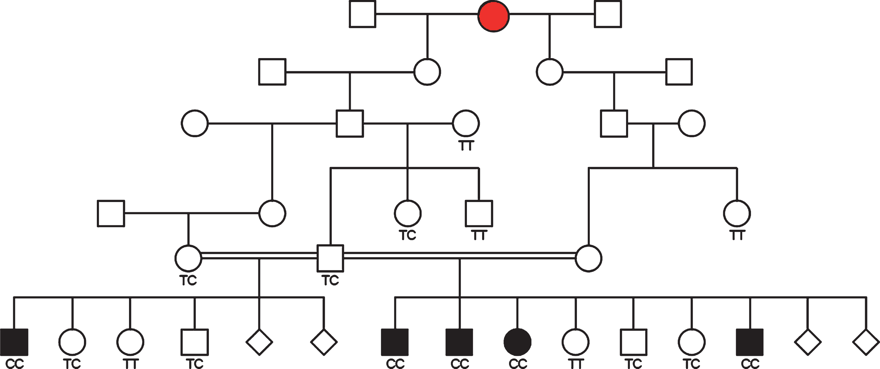 Pedigree depiction of 5 cases from 2 litters resulting from the same sire and two different females. Genotypes for the SLC25A12 mutation identified in this study are provided and a putative female founder is indicated with red shading.