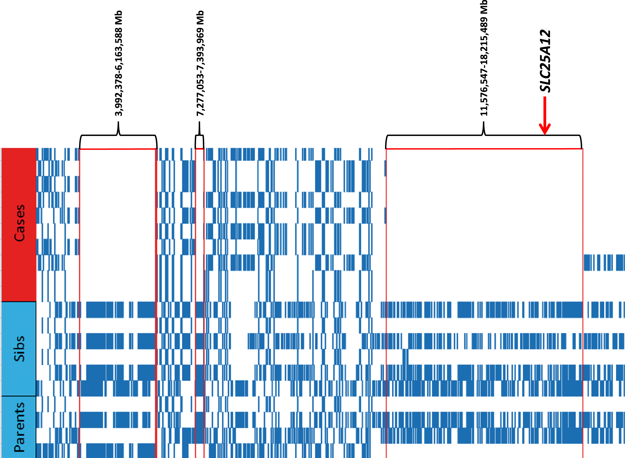 Haplotypes from the region on CFA36 identified by homozygosity mapping. Included are the 5 cases with histopathology-confirmed myopathy (red) and 5 healthy controls >2 years old. The controls consisted of 2 of parents and 3 full-sibs (blue). Both haplotypes from each individual are provided, with 3 areas of homozygosity in the cases observed as clear areas underneath the nucleotide positions.