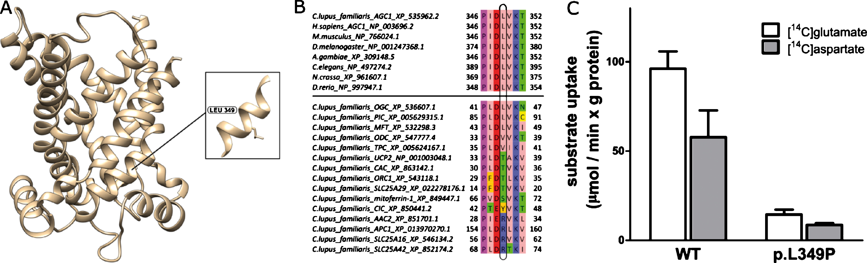 Biochemical and bioinformatic analysis of the SLC25A12 variant. A. Structural homology model of the C. lupus C-terminal domain of the mitochondrial aspartate/glutamate carrier 1 (AGC1). The amino acid position of Leu349 that is mutated in Pro is shown in the box. B. Sequence alignment of AGC1 from different organisms (upper panel) and other members of the mitochondrial carrier family in Canis lupus familiaris (lower panel). C. Functional characterization of wild-type (WT) and mutated AGC1 form. The uptake rate of (14C) glutamate or (14C) aspartate was measured by adding 1 mM of radiolabeled glutamate or aspartate to liposomes reconstituted with purified WT AGC or with the mutant p.L349P and containing 20 mM of glutamate. The transport reaction was terminated after 1 min by adding 20mM pyridoxal 5′-phosphate and bathophenanthroline. The means and SDs from three independent experiments are shown.