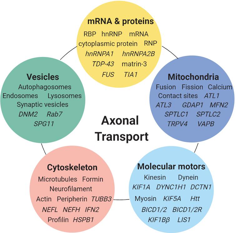 Overview of the subcellular components and genes (illustrated by gene symbols) involved in axonal transport mechanisms and in which defects are associated with IPN and related neurodegenerative diseases.