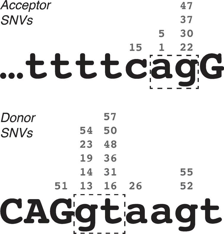 Locations of pseudoexon-initiating single-nucleotide variations in the DMD gene, relative to acceptor and donor splice site consensus sequences. Numbers above each nucleotide indicate the exemplar pseudoexons. Lower-case letters indicate intron sequence, upper-case letters indicate exon sequence. Dash-line boxes highlight the essential “ag” and “gt” of the acceptor and donor site motifs respectively.
