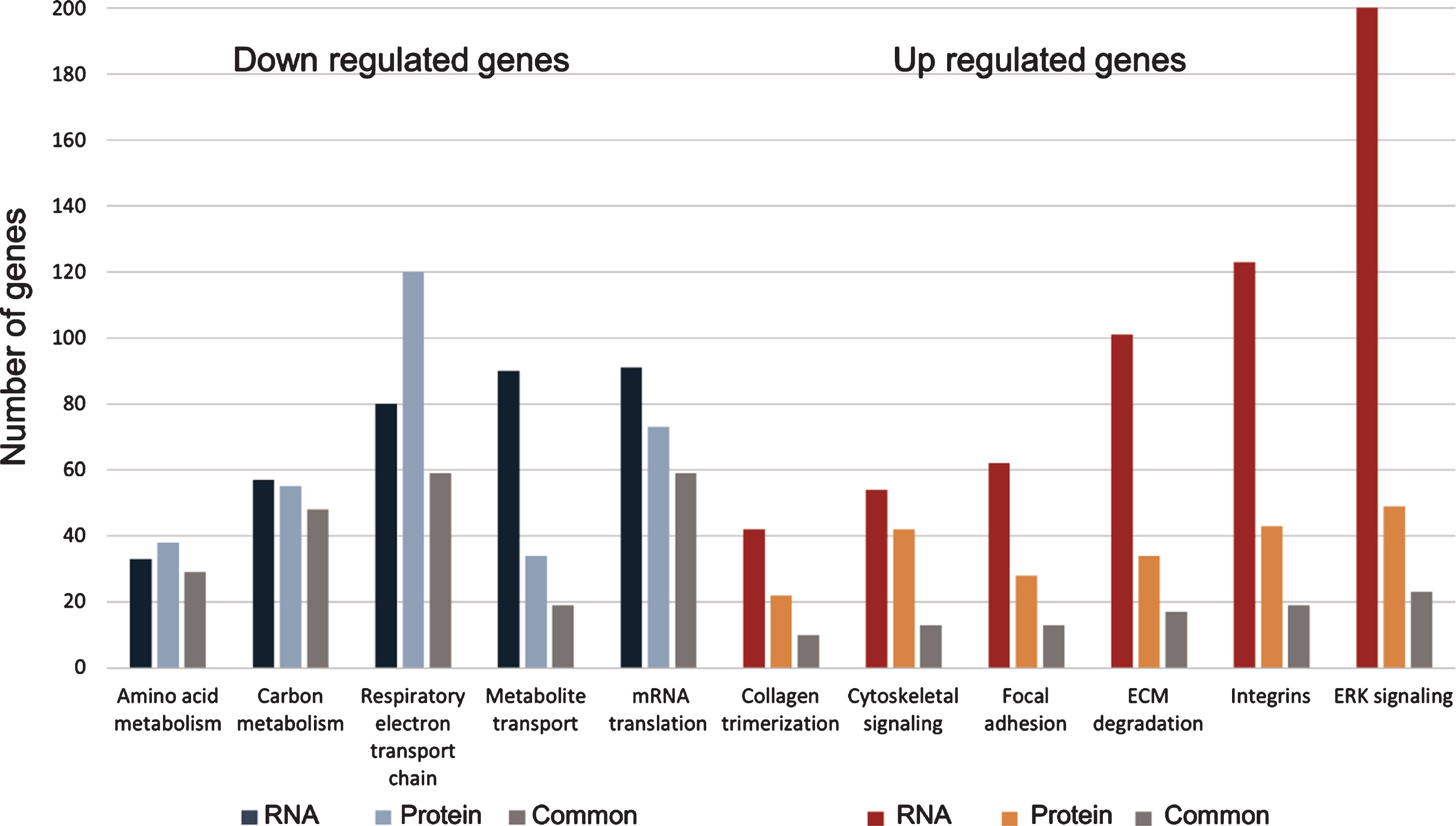 RNA and protein of sick phenotype kidneys share dysregulated pathways. Down-regulated genes in RNA and protein are colored in blue and light-blue, respectively. Common genes in grey. Up-regulated genes in RNA and protein are colored in red and orange, respectively. Common genes in grey.