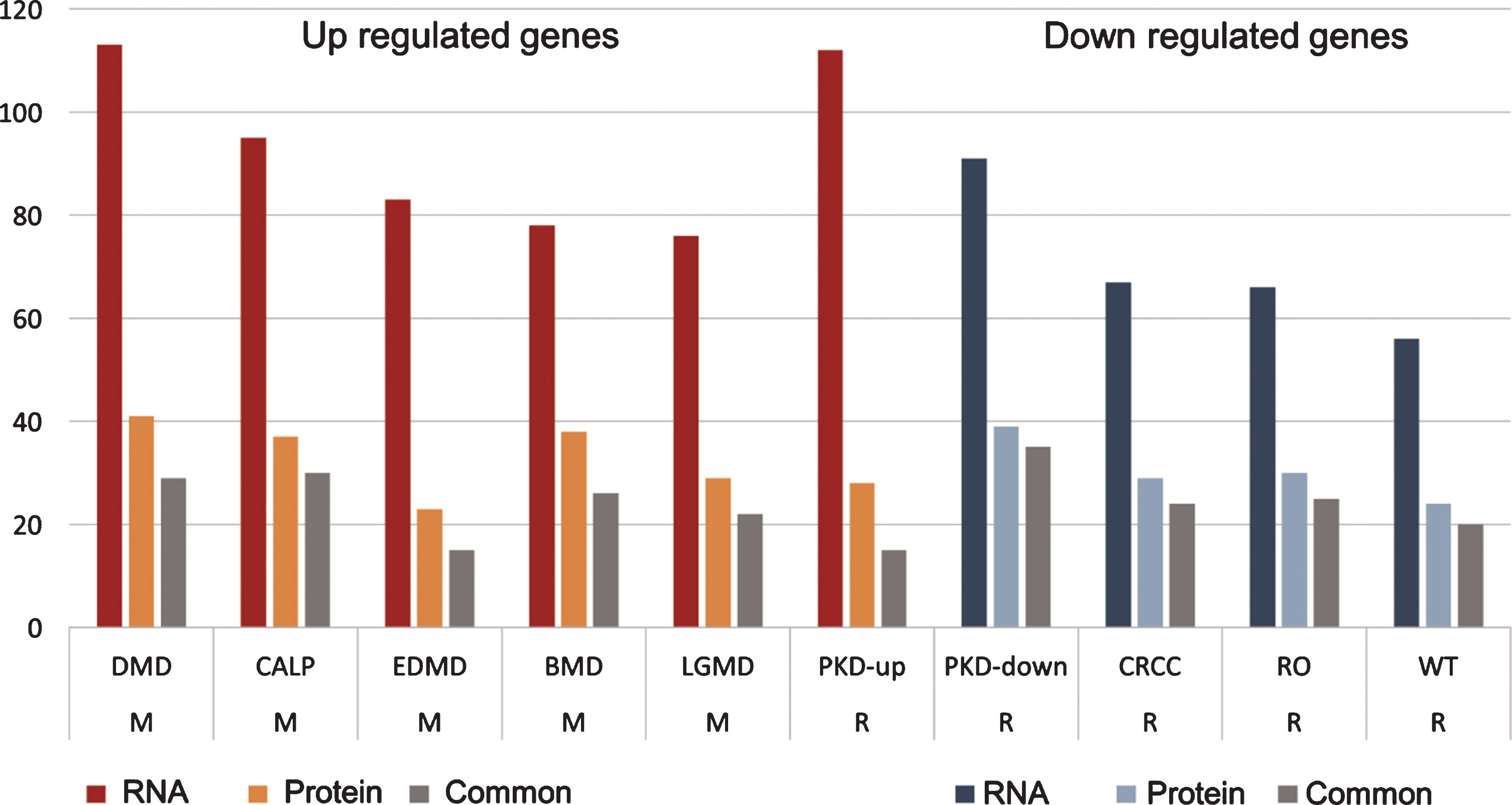 Human muscular and renal diseases share dysregulated gene sets with the sick kidney of GneM743T/M743T mice. DEG from sick kidney, both from RNA and protein, displayed enrichments in genes that are differentially expressed in muscular and renal diseases. Up regulated genes in sick kidney were enriched with genes that are up-regulated in PKD and muscular diseases; down regulated genes in sick kidney are enriched with genes that are down-regulated in renal diseases. The values in “RNA” and “Protein” columns are the number of genes with the specific enrichment in either RNA or protein, “common” are the shared genes that are up or down regulated in both RNA and protein. M: muscular; R: renal. DMD: Duchenne muscular dystrophy; CALP: calpainopathy; EDMD: Emery-Dreifus muscular dystrophy; BMD: Becker muscular dystrophy; LGMD: limb-girdle muscular dystrophy; PKD: polycystic kidney disease; CRCC: chromophobe renal cell carcinoma; RO: renal oncocytoma; WT: Wilms tumor.