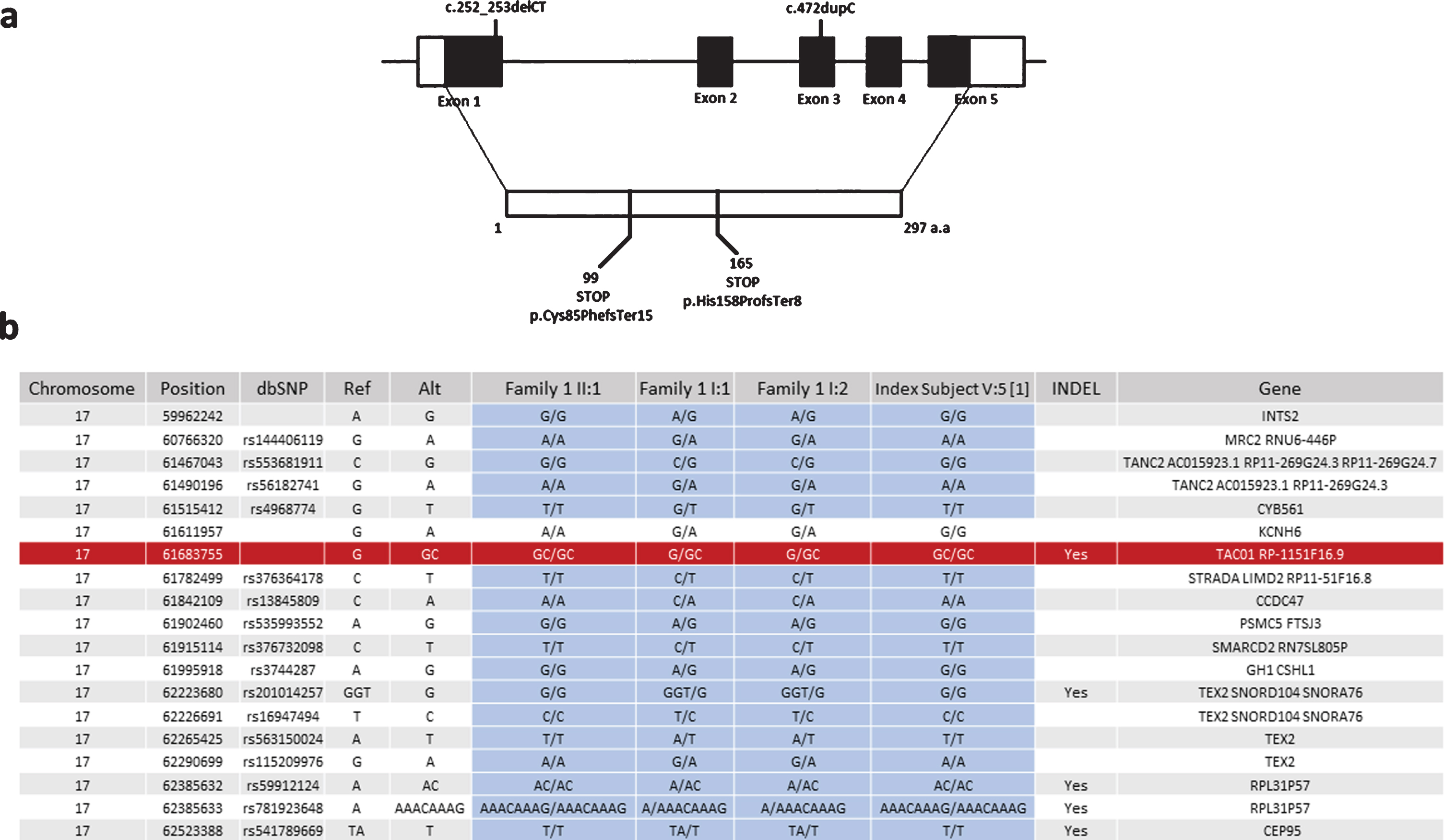 Schematic representation of exon-intron structure of TACO1 and the mutations detected in our patients. (a) Schematic representation of exon-intron structure of the TACO1 gene and the reported mutations c.472insC (p.His158ProfsTer8) andc.252_253delCT (p.Cys85PhefsTer15). (b) Haplotype analysis of the SNPs in the proximity of the c.472insC (p.His158ProfsTer8) mutation suggesting a founder effect for this variant.