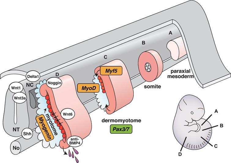 Schematic representation of vertebrate myogenesis as it occurs in mouse embryos. Myotomes are formed and mature following a rostrocaudal gradient on either side of the axial structures (from A to D). NT, neural tube; NC, neural crest; No, notochord.