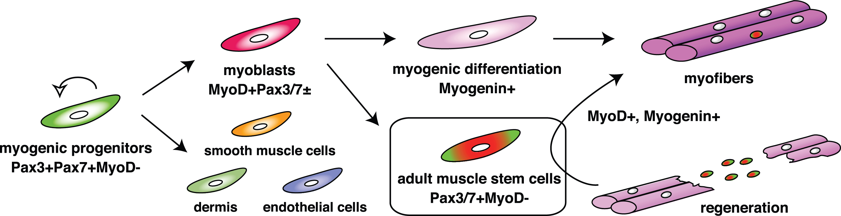 The expression cascade of pivotal transcription factors for myogenesis. As shown in Fig. 1, segmented somites are formed. Pax3 and Pax7 are activated in the dermomyotome (Pax3 + Pax7 + MyoD-). They work as master regulators for the induction of myogenic progenitors. Myogenic regulatory factors are next upregulated in both lips of the dermomyotome and function as master regulators for myogenic specification to generate myoblasts (MyoD + Pax3/7±). Eventually, myoblasts stop cell proliferation and express Myogenin (myogenic differentiation), which induces terminal differentiation of myoblasts to form multinucleated myofibers. Adult muscle stem cells which are marked by the presence of Pax7 or Pax7 and Pax3, but not MyoD, are derived from the MyoD/Myf5-primed myogenic lineage, contribute to muscle regeneration.