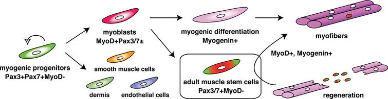 The expression cascade of pivotal transcription factors for myogenesis. As shown in Fig. 1, segmented somites are formed. Pax3 and Pax7 are activated in the dermomyotome (Pax3 + Pax7 + MyoD-). They work as master regulators for the induction of myogenic progenitors. Myogenic regulatory factors are next upregulated in both lips of the dermomyotome and function as master regulators for myogenic specification to generate myoblasts (MyoD + Pax3/7±). Eventually, myoblasts stop cell proliferation and express Myogenin (myogenic differentiation), which induces terminal differentiation of myoblasts to form multinucleated myofibers. Adult muscle stem cells which are marked by the presence of Pax7 or Pax7 and Pax3, but not MyoD, are derived from the MyoD/Myf5-primed myogenic lineage, contribute to muscle regeneration.
