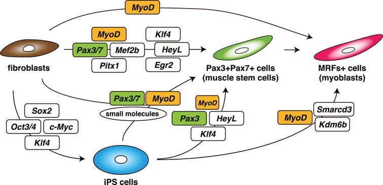 Schematic summary of an induction strategy for muscle stem cells (Pax3 + Pax7+ cells) or myoblasts (MRFs+ cells) from non-muscle fibroblasts or iPS cells, with defined transcription factors.
