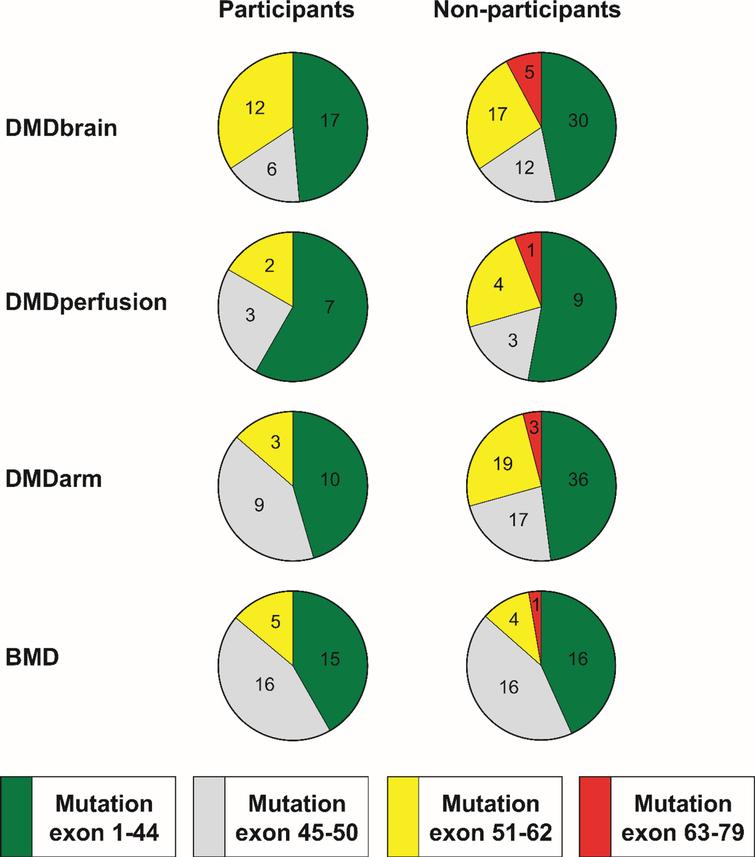 Position of the mutation within DMD gene in participants and non-participants of the four observational studies. In DMD, this predicts the following isoforms to be absent: exon 1– 44 mutations affect Dp427, exon 45– 50 mutations affect Dp427 and possibly Dp140, exon 51– 62 mutations affect Dp427 and Dp140, and exon 63– 79 mutations affect Dp427, Dp140 and Dp71. The same locations were used to group mutations in the BMD patients although a similar prediction of isoform expression cannot be made. The numbers in the pie charts represent the number of participants and non-participants in the different studies that have a certain mutation.