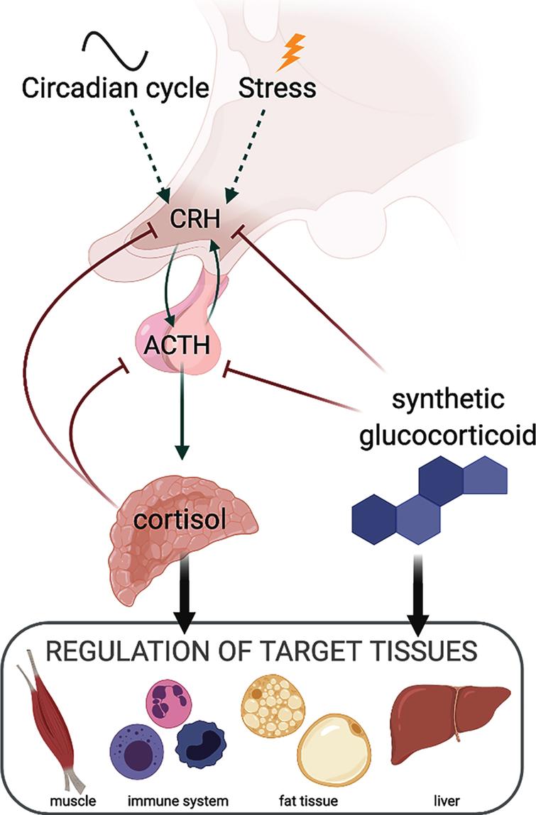 Diagram summarizing relationships between endogenous and synthetic glucocorticoids and the hypothalamic-pituitary-adrenal axis.