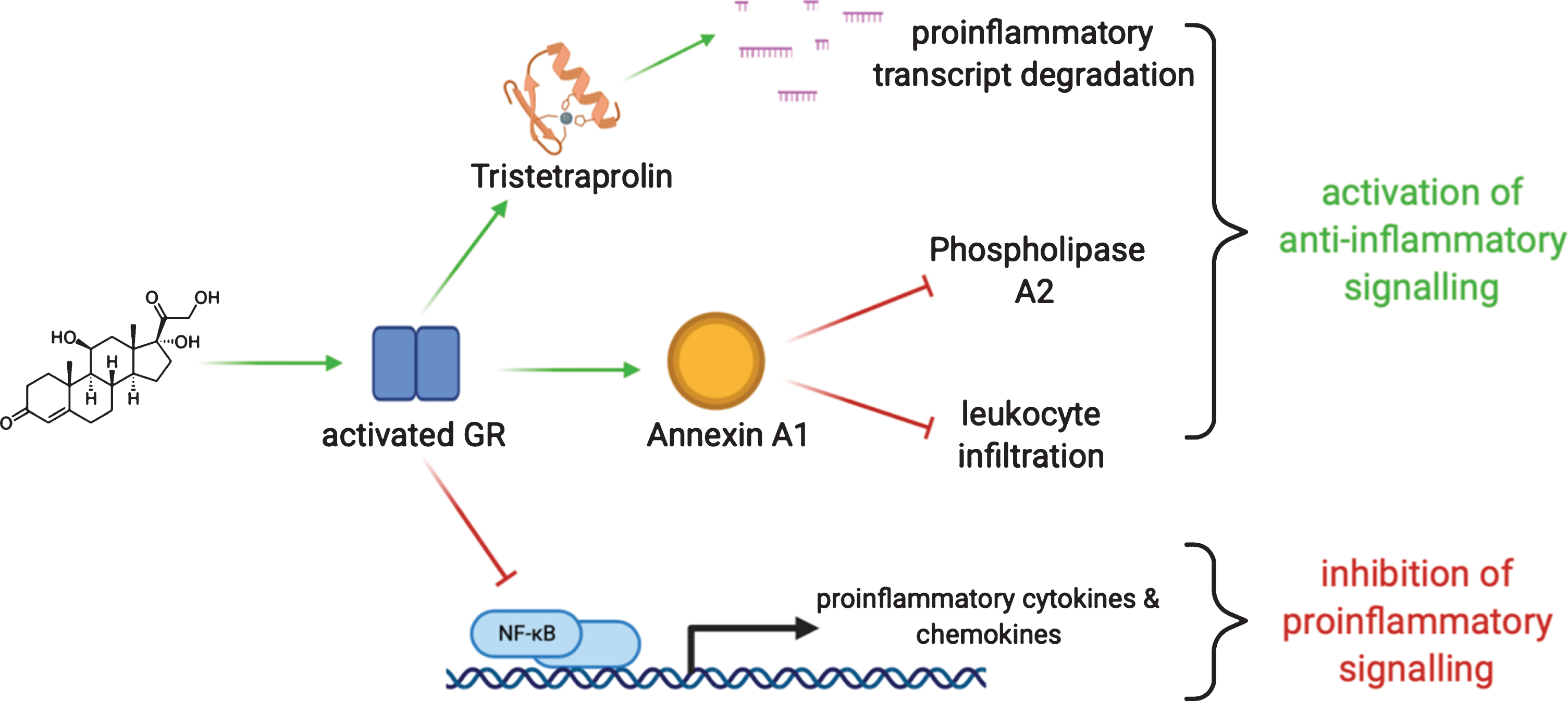 Glucocorticoids act through the glucocorticoid receptor (GR). GR activation promotes degradation of transcripts mediating proinflammatory signals through, among other mechanisms, RNA-binding proteins like tristetrapolin. GR activation also stimulates the expression of annexin A1 which serves to orchestrate termination of inflammation and avoid adverse prolonged activation. GR activation also acts directly to limit the action of key proinflammatory mediators.