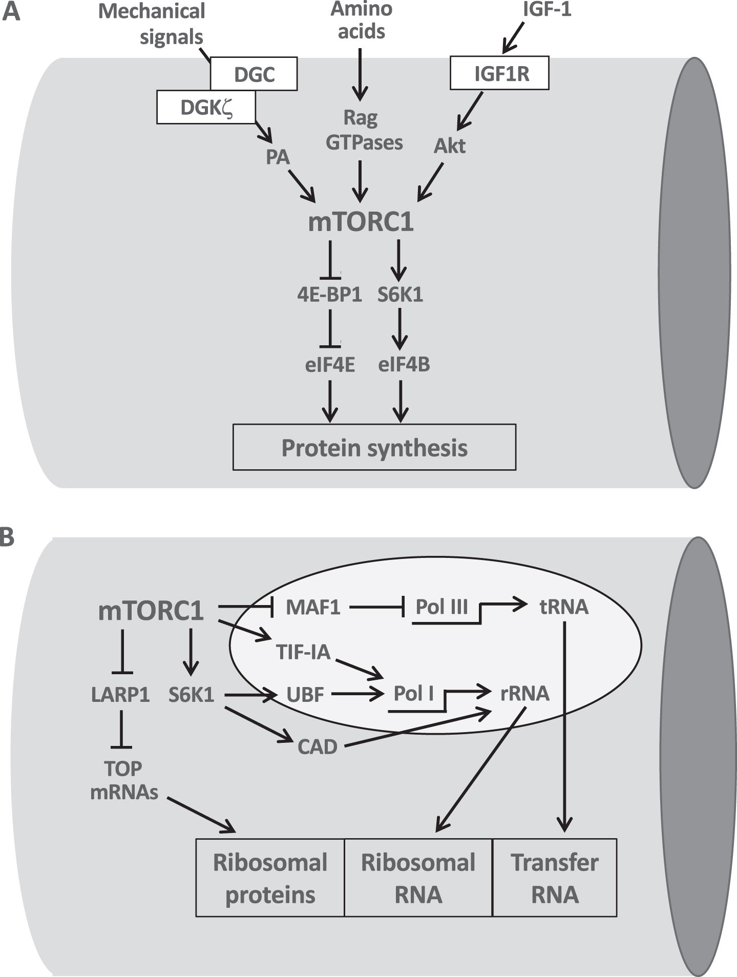 The central role of mTORC1 in the translational and transcriptional control of protein synthesis. A. mTORC1 integrates the pro-hypertrophic input from growth factors, amino acids and mechanical signals. mTORC1 stimulates protein synthesis by acting at the translational level through phosphorylation of 4E-BP1 and S6K1 which in turn activate initiation factors eIF4E and eIF4B. B. mTORC1 controls ribosomal biogenesis at the transcriptional level by stimulating PolI-mediated synthesis of ribosomal RNA (rRNA) via TIF-1A and Pol III-mediated synthesis of transfer RNA (tRNA) via MAF1. S6K1 also activates PolI through UBF and stimulates pyrimidine biosynthesis required for rRNA synthesis by CAD phosphorylation. The translational activation of TOP mRNAs, controlled by mTORC1 via LARP1, leads to the formation of ribosomal proteins. See text for further details.