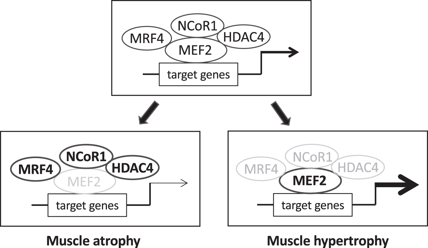 The transcriptional activity of myocyte enhancer factor-2 (MEF2) factors is controlled by different repressors. MEF2 factors promote muscle growth during development and in the adult by regulating the expression of muscle-specific genes. MEF2 transcriptional activity is controlled by different repressors, including muscle-specific repressors like myogenic regulatory factor 4 (MRF4, coded by MYF6) and ubiquitous repressor as nuclear receptor co-repressor 1 (NCoR1) and class II histone deacetylases (HDACs), like HDAC4. Under normal conditions (upper panel) muscle size is maintained in the adult by a balance between these inhibitory factors and different stimulatory influences, including MEF2 post-translational changes, not depicted in the scheme. Loss of repressor activity (lower right panel), such as muscle-specific knockout of NCoR1 or muscle-specific knockdown of MRF4, lead to upregulation of MEF2 transcriptional activity and muscle hypertrophy. Increased repressor function (lower left panel), e.g. denervation-induced up-regulation and nuclear translocation of MRF4 and HDAC4, reduce MEF2 transcriptional activity and contribute to muscle atrophy.