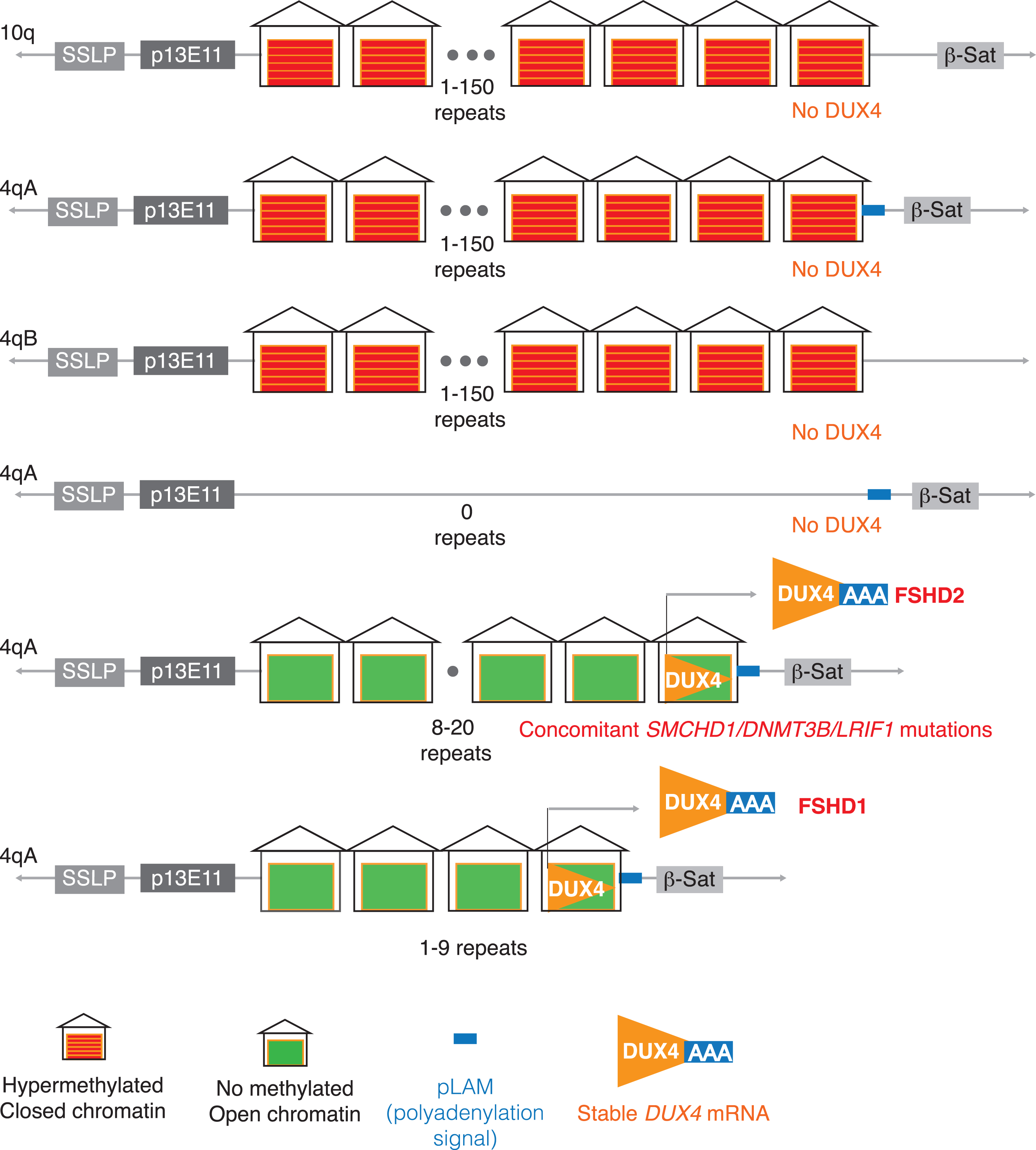 DUX4 genetics. The production of DUX4 in human muscles requires the breakdown of the multiple genetic safeguards evolved to suppress its expression in somatic cells: 1) The presence of more than 10 tandem repeat units on 4q that allow for heterochromatin condensation [91]; 2) GC-rich sequence (73%) in the repeat that allow for methylation [92]; 3) a polyadenylation signal that cannot be used in somatic/muscle cells in ∼50% of the European population [93]; 4) histone modification H3K9me3 to cause a repressive chromatin state. The utilization of the 4qA polyadenylation signal seems to be specific in somatic cells and may be aided by muscle-specific enhancers [94] in the proximal end of 4q that may aid in the transcription of DUX4 and the stabilization of the mRNA. The polyadenylation signal is critical for pre-mRNA processing and allows for DUX4 pre-mRNA cleavage and extension of polyadenylation to the mRNA [95]. The pathomechanism of derepression of DUX4 as the cause of FSHD was discovered because of careful study of the genetic structure of the 4q locus and the many naturally occurring cross-over events with the 10q subtelomere and the conclusions are: 1) A single repeat containing DUX4 is required; as an individual with complete loss of 4q subtelomeric region did not have FSHD [96]; 2) The region proximal to DUX4 on 4q and absent on 10q, including the upstream region with FRG1, SLC25A4 (ANT1) and DUX4c genes, is not required because a translocation of the most distal end of 4q to 10q resulted in FSHD; 3) 10q contraction (as found in ∼10% of the normal population) does not result in FSHD [97–99]—most likely because while 10q has similarity to the permissive 4qA alleles with the presence of 6.2-kb β-satellite sequence, it lacks the polyadenylation signal—similar to the non-permissive 4qB alleles.