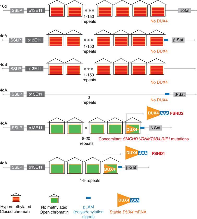 DUX4 genetics. The production of DUX4 in human muscles requires the breakdown of the multiple genetic safeguards evolved to suppress its expression in somatic cells: 1) The presence of more than 10 tandem repeat units on 4q that allow for heterochromatin condensation [91]; 2) GC-rich sequence (73%) in the repeat that allow for methylation [92]; 3) a polyadenylation signal that cannot be used in somatic/muscle cells in ∼50% of the European population [93]; 4) histone modification H3K9me3 to cause a repressive chromatin state. The utilization of the 4qA polyadenylation signal seems to be specific in somatic cells and may be aided by muscle-specific enhancers [94] in the proximal end of 4q that may aid in the transcription of DUX4 and the stabilization of the mRNA. The polyadenylation signal is critical for pre-mRNA processing and allows for DUX4 pre-mRNA cleavage and extension of polyadenylation to the mRNA [95]. The pathomechanism of derepression of DUX4 as the cause of FSHD was discovered because of careful study of the genetic structure of the 4q locus and the many naturally occurring cross-over events with the 10q subtelomere and the conclusions are: 1) A single repeat containing DUX4 is required; as an individual with complete loss of 4q subtelomeric region did not have FSHD [96]; 2) The region proximal to DUX4 on 4q and absent on 10q, including the upstream region with FRG1, SLC25A4 (ANT1) and DUX4c genes, is not required because a translocation of the most distal end of 4q to 10q resulted in FSHD; 3) 10q contraction (as found in ∼10% of the normal population) does not result in FSHD [97–99]—most likely because while 10q has similarity to the permissive 4qA alleles with the presence of 6.2-kb β-satellite sequence, it lacks the polyadenylation signal—similar to the non-permissive 4qB alleles.